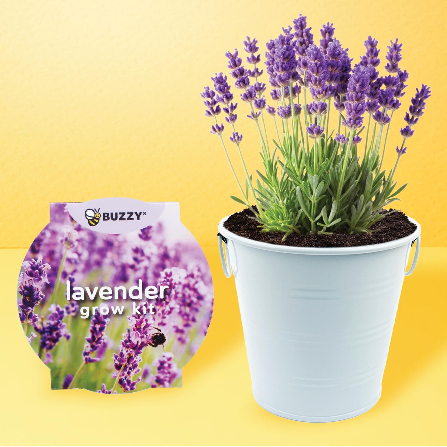 BUZZY Seeds Love Pails Grow Kit, 2-Pack – Valentine’s Day Mini Garden Gift with Colorful Pails, Mini Rose & Lavender Seeds, Growing Medium Included, Indoor Starter Seed Kit