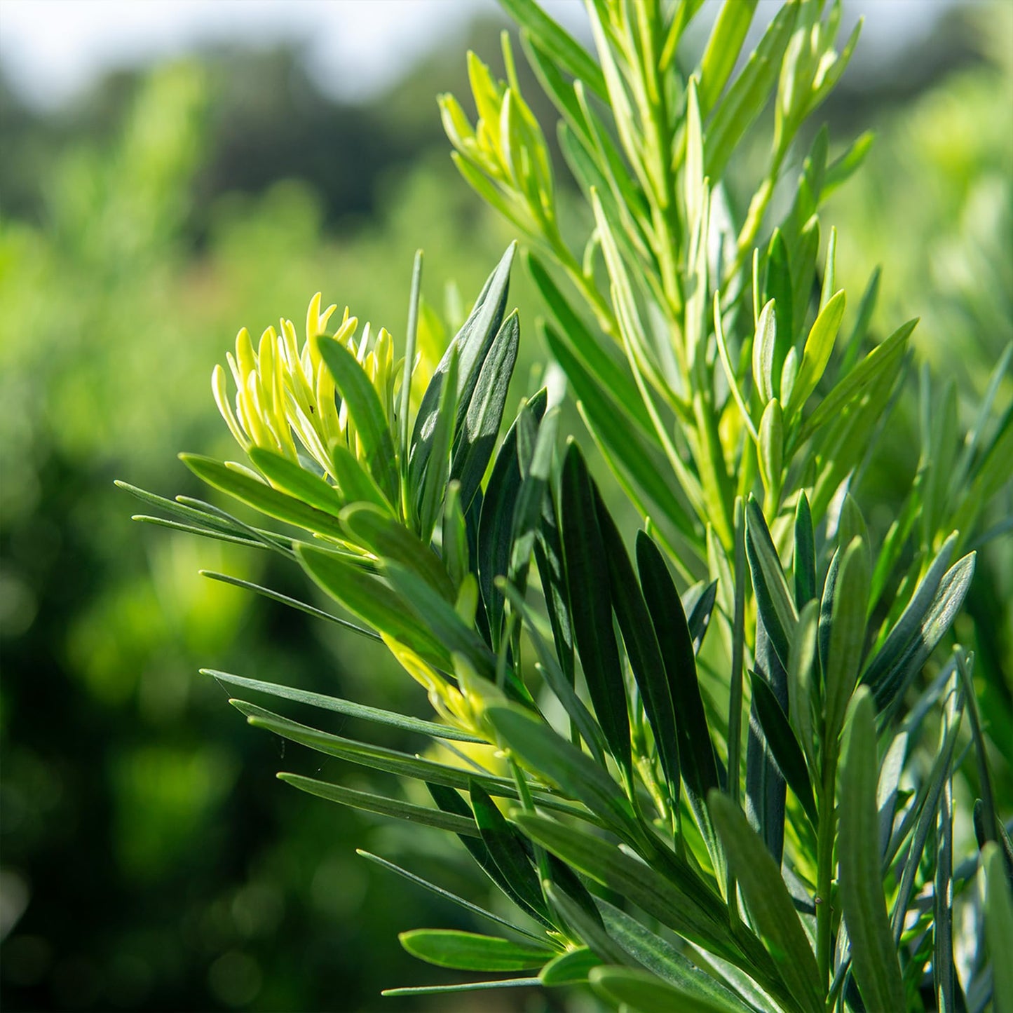 Perfect Plants Podocarpus Pringles 7 Gallon Growers Pot | Elegant Japanese Yew Perfect for Foundational Planting or Shrub Borders