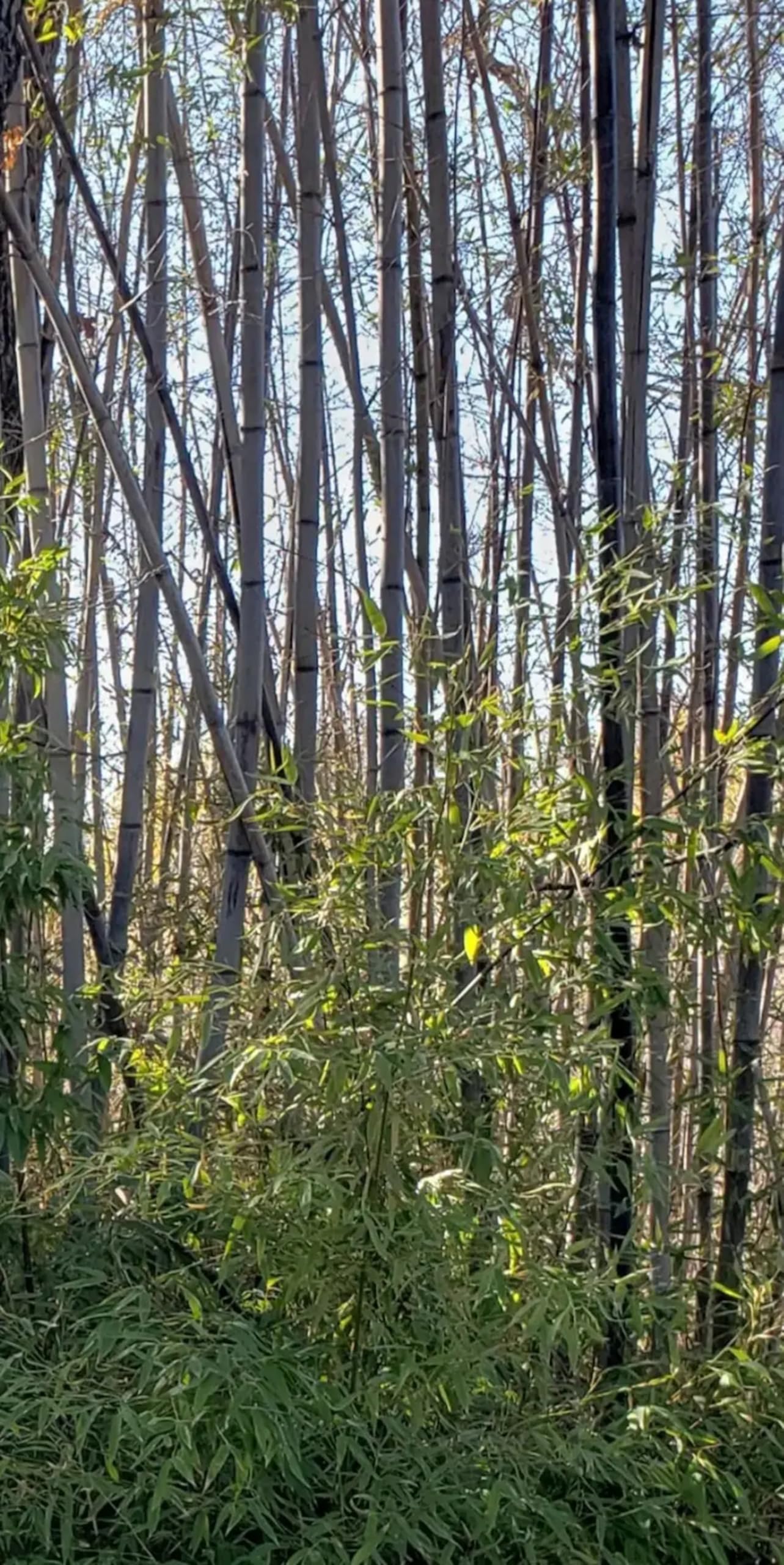 50 California Giant Black Bamboo Seeds Perennial Ornamental Seed Privacy