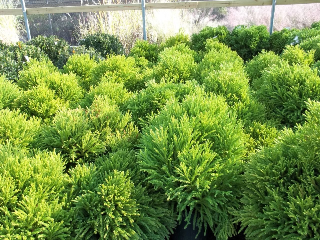 Cryptomeria Japonica Globosa Nana Japanese Cedar Evergreen Tree Plant, 3 Gallon, 12x12 Inch