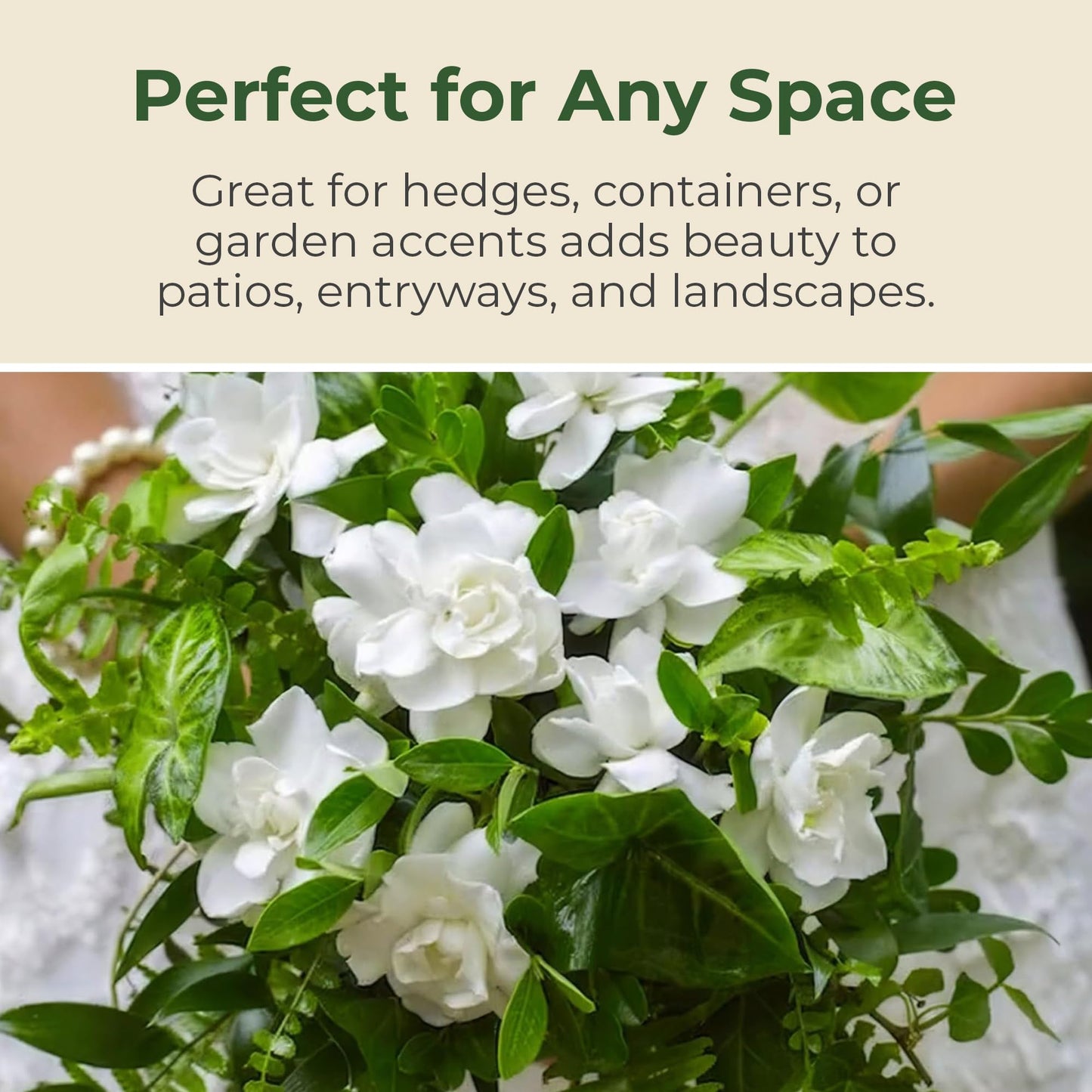 Jubilation Shrub Gardenia Plant - Live Fragrant Plant with White Double Blooms in 2 gal Pot - Grows Up to 3-4' Tall - Ideal for Gardens, Patios & Indoor Use (1 Pack)