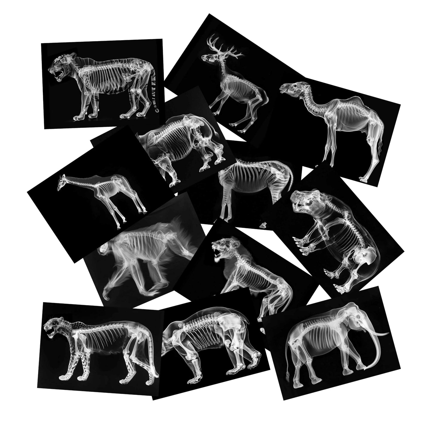 Animal X-Ray Set, Educational Science Kit, Light Table Accessory for Children (Wild Animals)