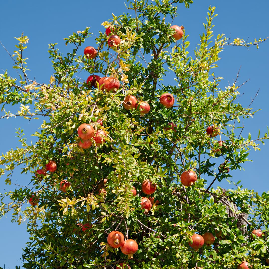 Sweet Pomegranate Tree Live Plant, Red Wonderful Pomegranate Tree Zone 8 to 11, Size 8 to 10 Inch Tall