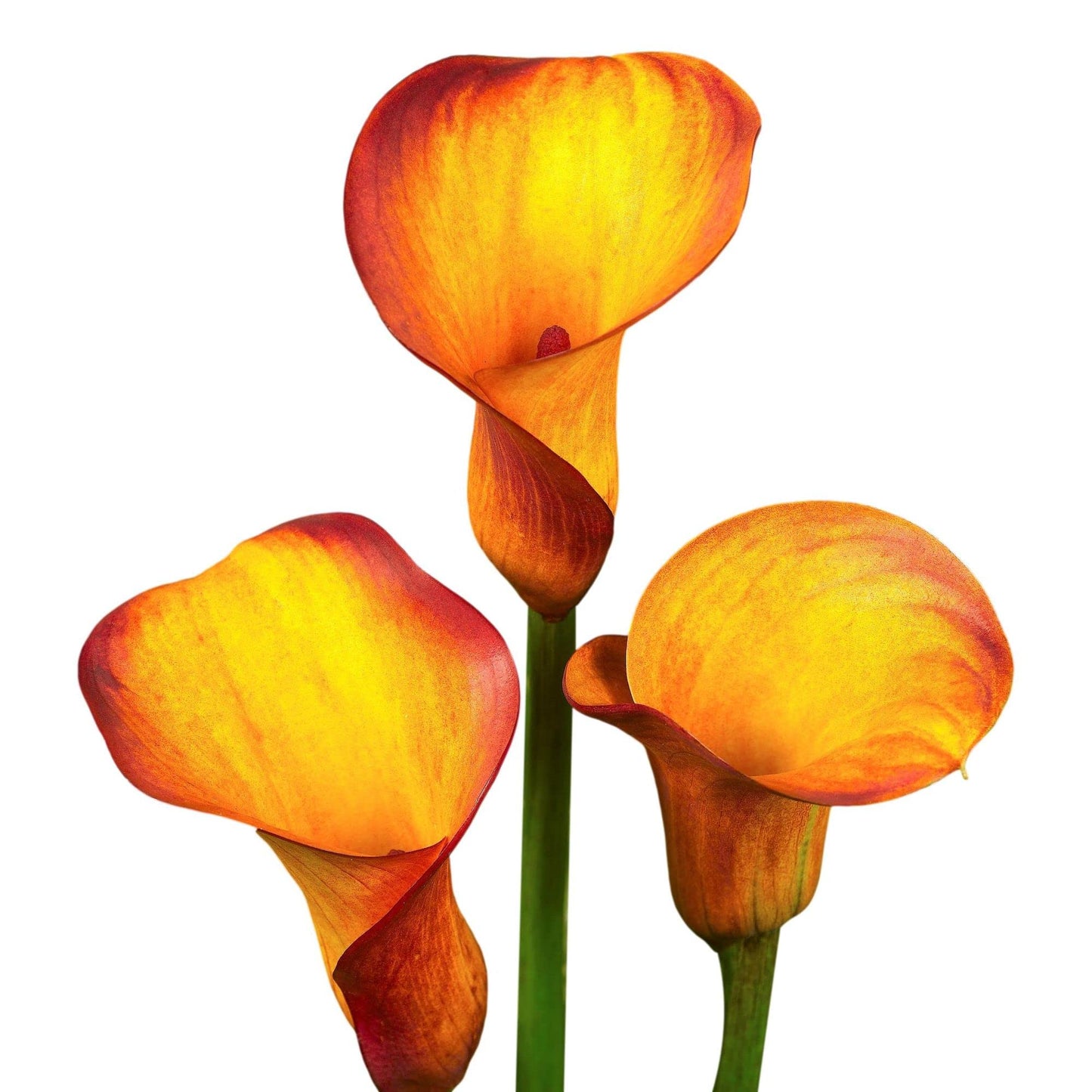 Easy to Grow Calla Lily Fire Dancer 3 Bulbs - Orange & Yellow Flowers Blooms in Summer Sun Tropical Spring Planted