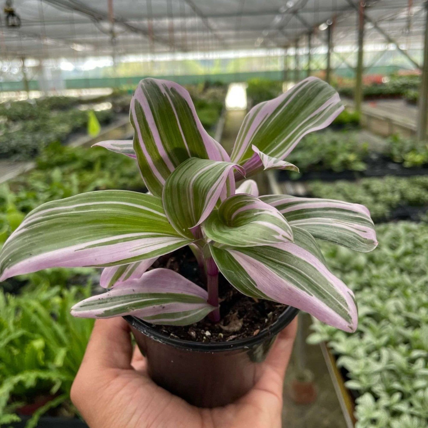Tradescantia Nanouk Live Plant for Indoor | Different Houseplants in 4'' & 6'' Pot | Real House Plant for Living Room, Office, Desk & Bathroom | Tradescantia albiflora Nanouk