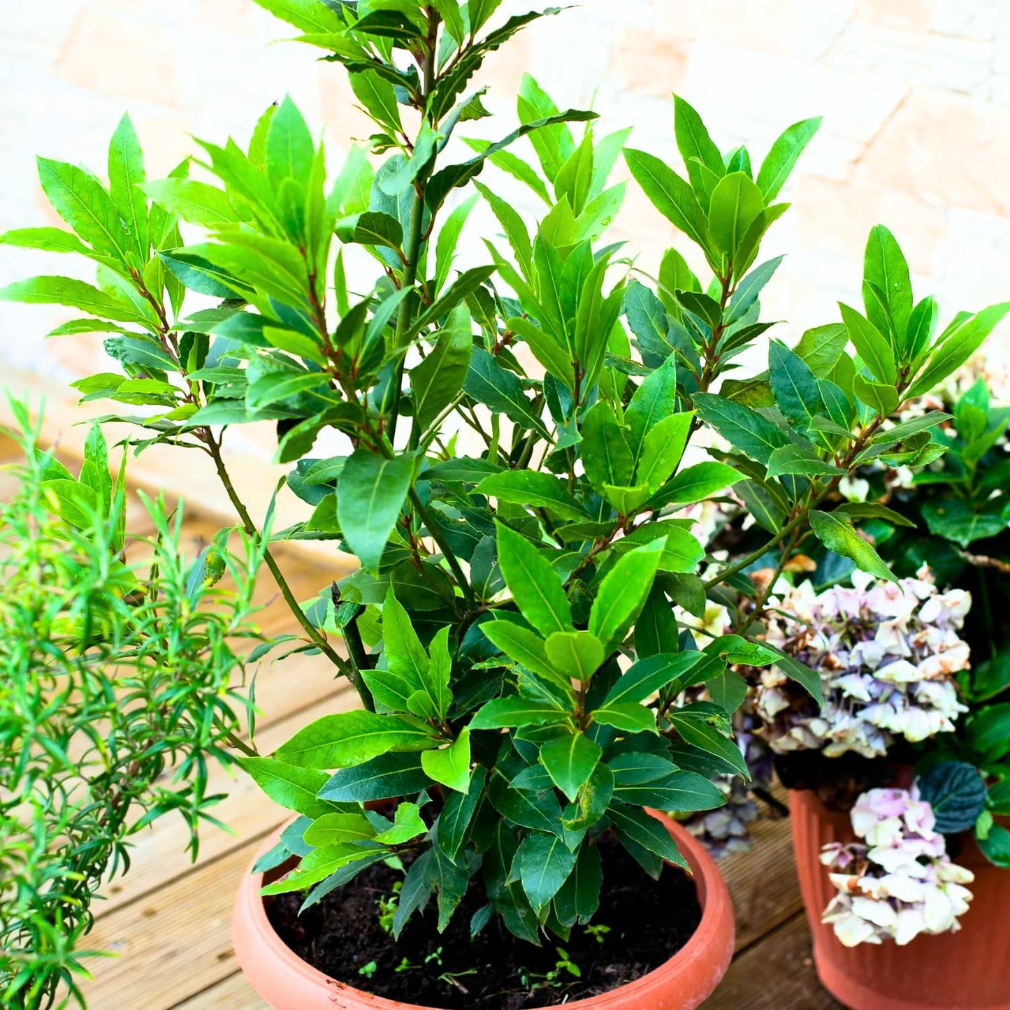 Sweet Bay Laurel Plant Live, Laurus Nobilis Bay Leaf Tree, 5-9" Tall, Fragrant Herb