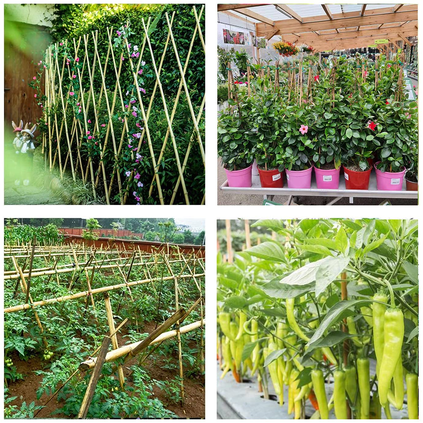 Cambaverd Bamboo Stakes 4ft Natural Plant Stakes for Tomatoes, Beans, Climbing Plants Support - 25 Pack Bamboo Sticks for Plants