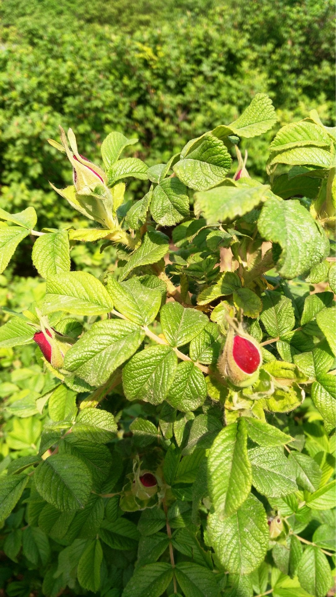 TooGet Fragrant Natural Red Rose Buds Rose Petals Organic Dried Flowers Wholesale, Culinary Food Grade - 8 OZ