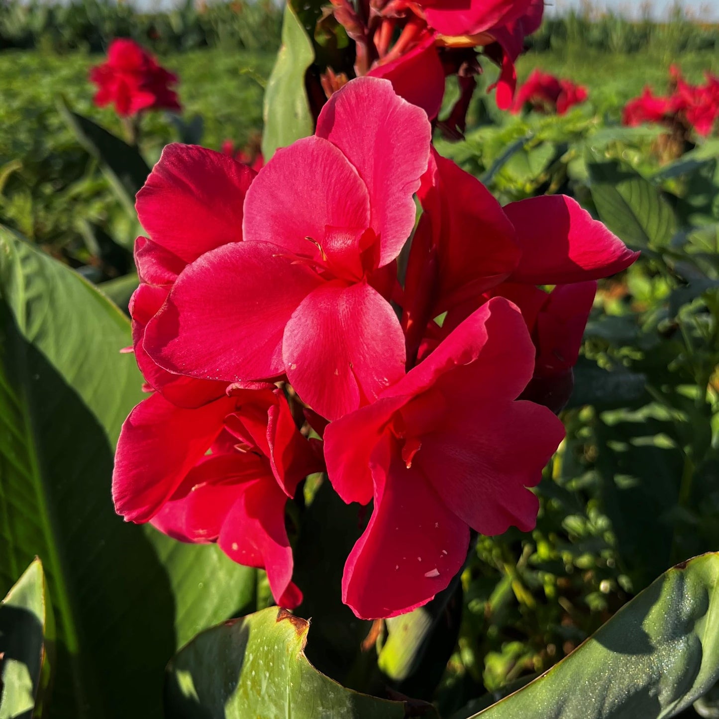 Pink Magic Canna Lily Bulb – Deep Rose Pink Blooms, Full Ruffled Flowers, Tropical Garden Perennial, Zones 3–9, 3–4 Ft Tall, Summer Rhizome, 1 Bulb