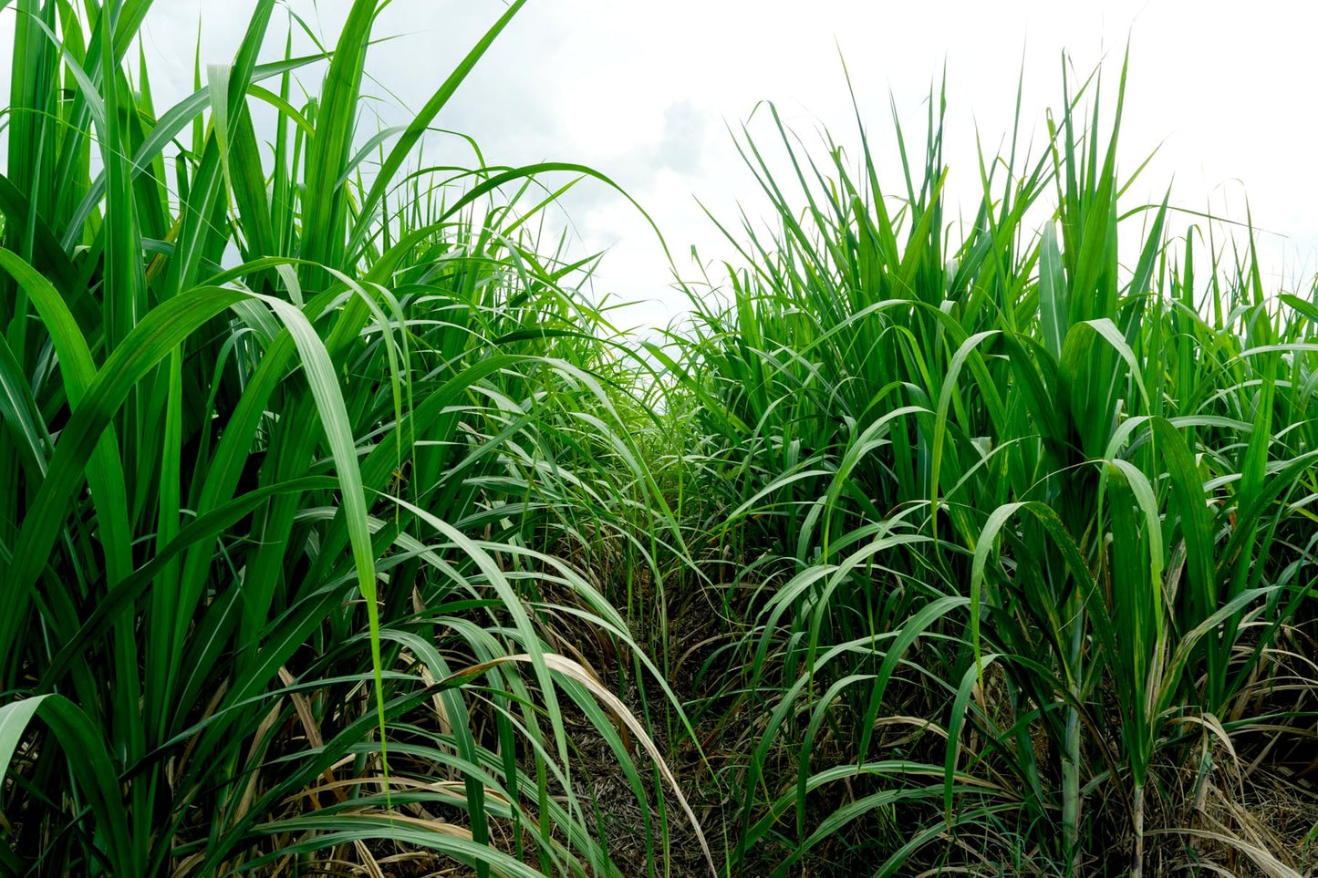 Skyscraper Grass for Privacy - Gets 10 Feet Tall Fast - Change The View - Approx 1,000 Seeds per Ounce (16 OZ - 16,000 Seeds)