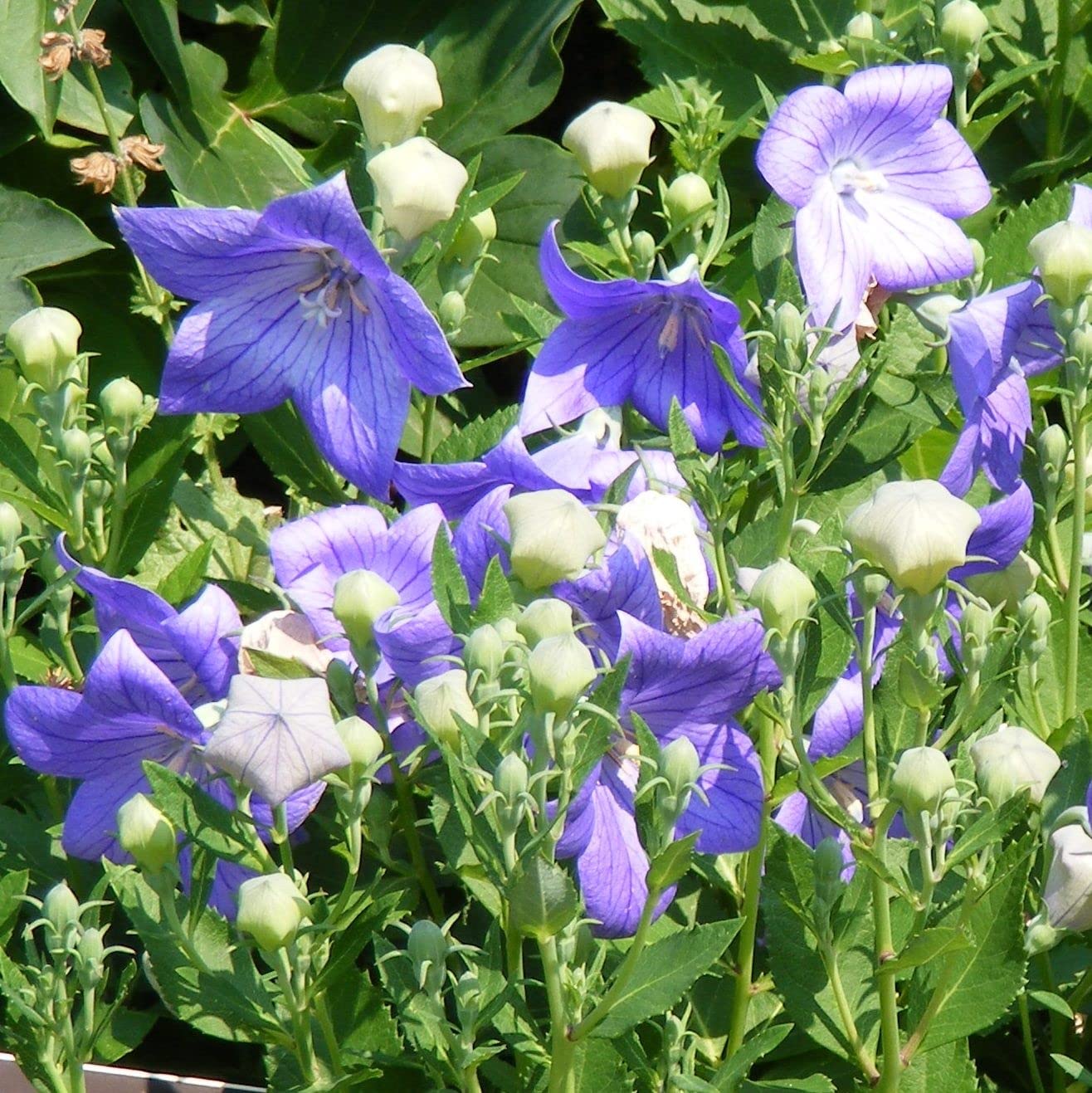 Palm Beach Medicinal Herbs - Balloon Flower (Platycodon grandiflorus) - Packet of 40 Seeds