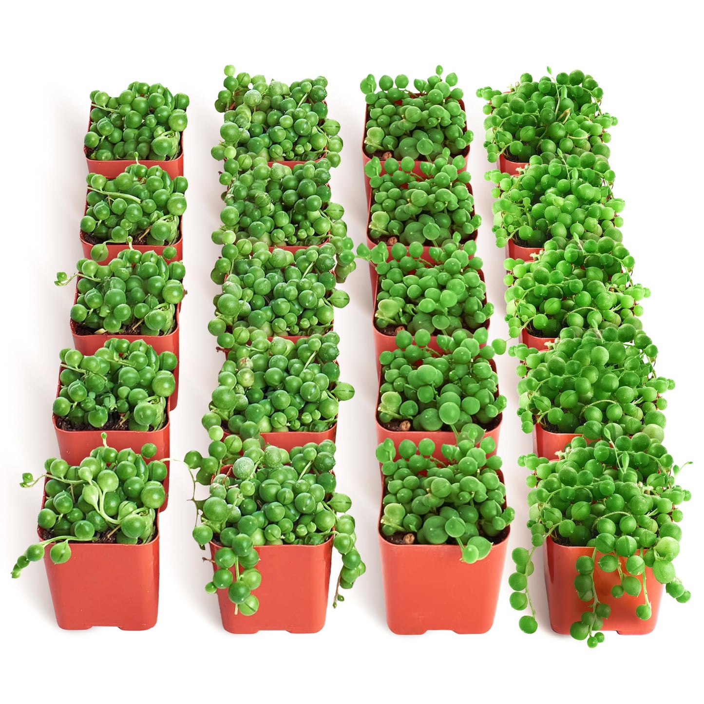 Shop Succulents String of Pearls Succulent Plant 2" Grow Pot Pack of 20