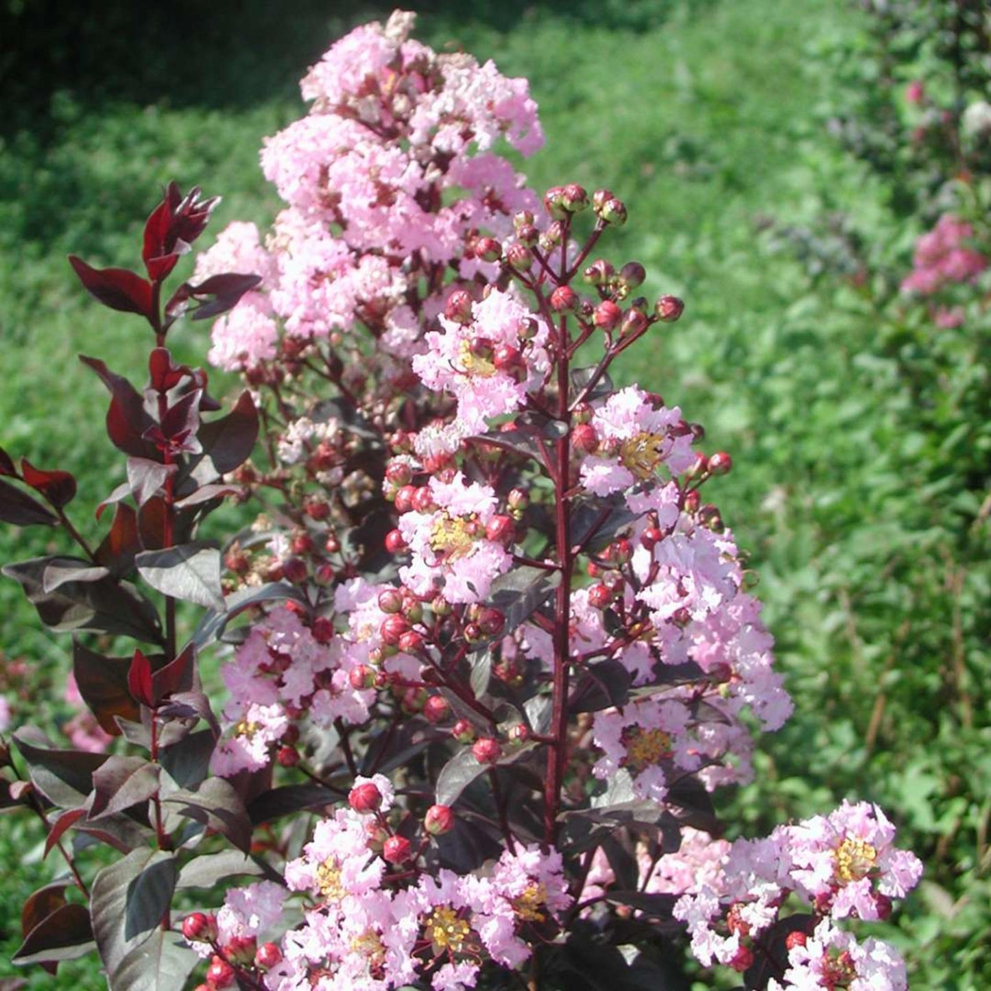 TriStar Plants - Crape Myrtle - Rhapsody in Pink, Lagerstroemia Indica, 1 Gallon Trade Pot, Pink Crape Myrtle, Summer Blooms, Fast Growing Tree