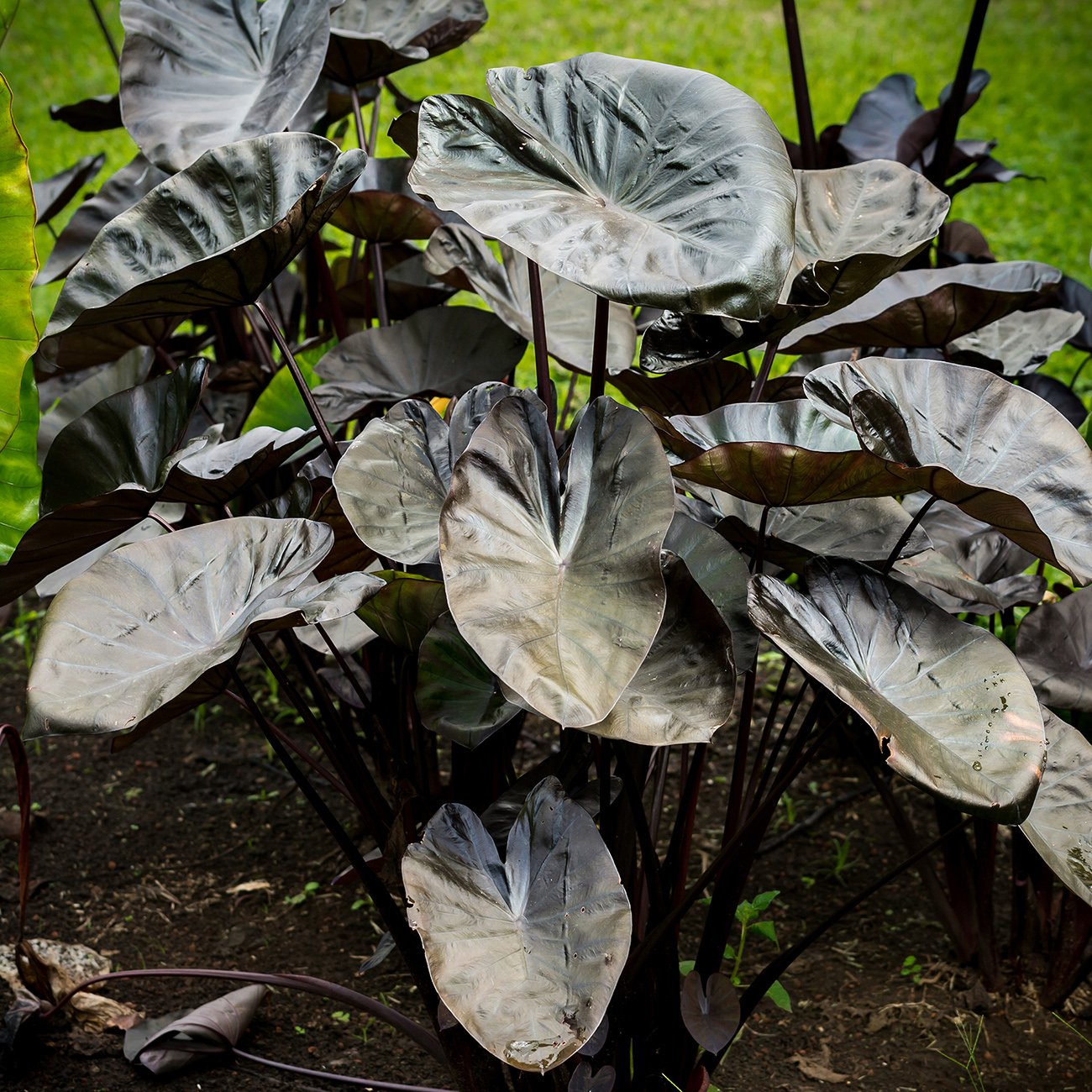 Van Zyverden Elephant Ears Kona Coffee Flower Bulbs