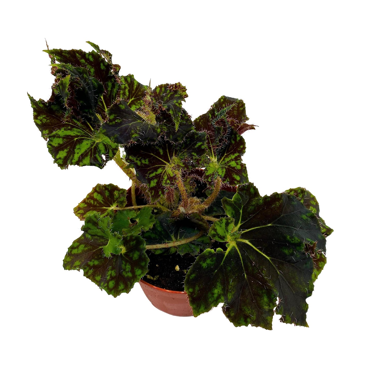 BubbleBlooms Harmony's Unique Begonia Rhizo in 4 inch Pot Rare