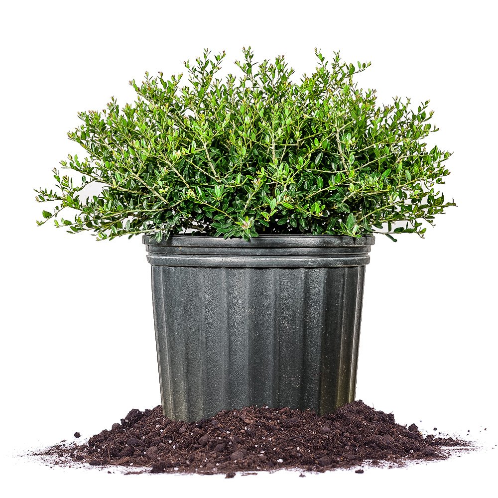 Schilling Holly 3 Gallon