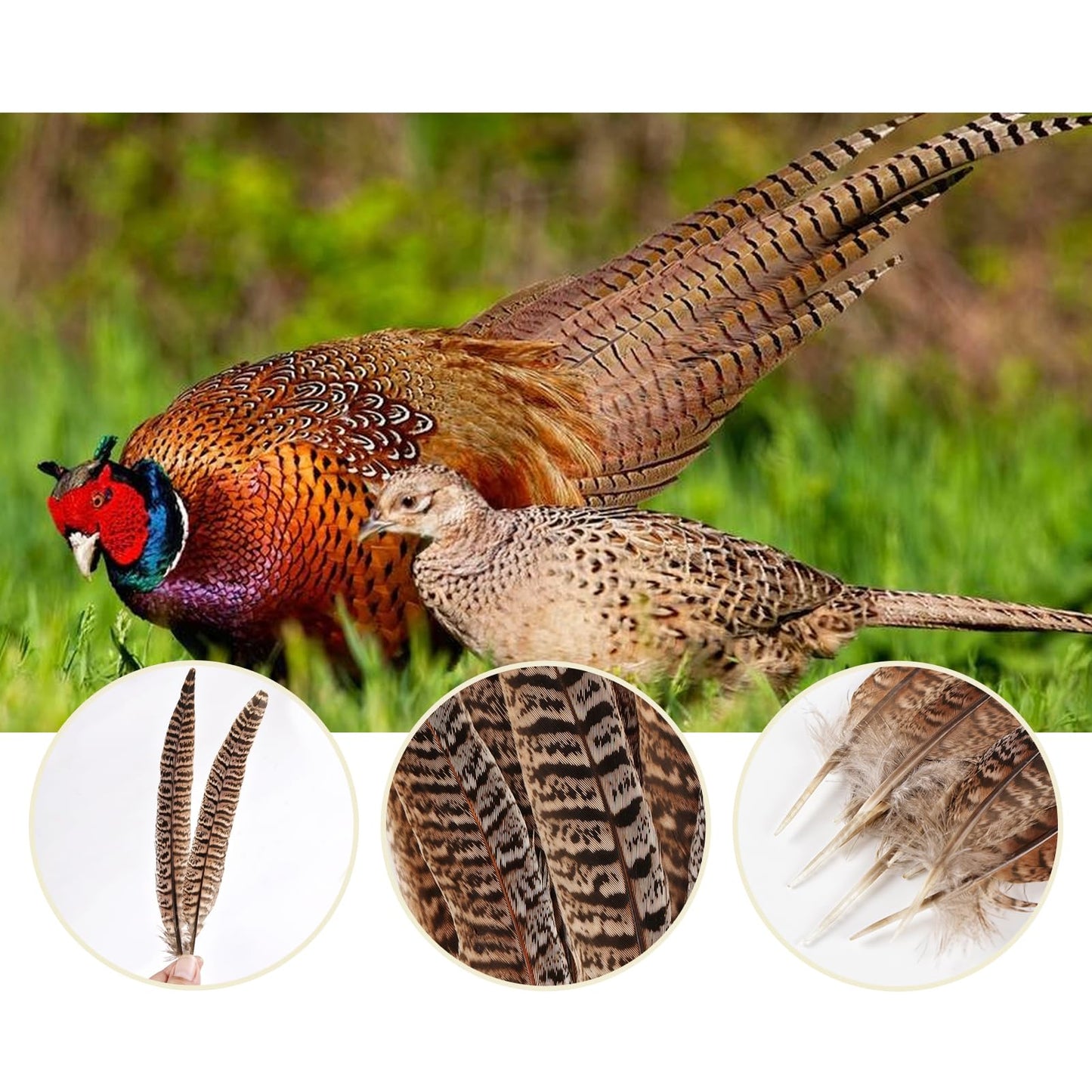 MAOFENG 12pcs Natural Feathers Female Ringneck Pheasant Tails Feathers 8-10inch 20-25cm for Crafts Wedding Party Performance Home DIY Decoration,Female Pheasant Feathers
