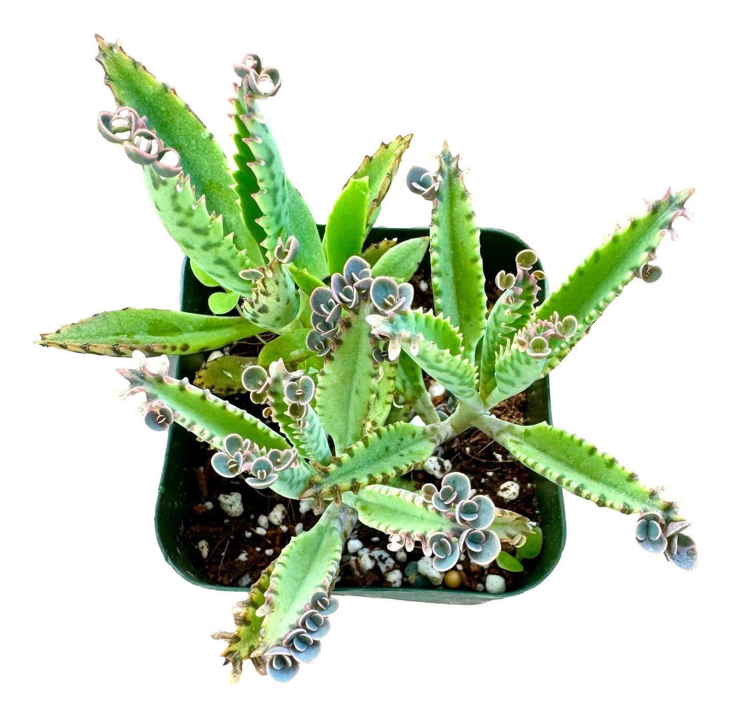 Mothers of Thousands Kalanchoe Live Plant 3" to 5" Tall Starter, Kalanchoe Succulent