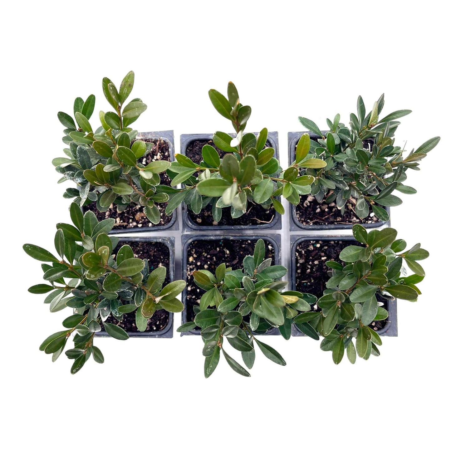 6 Green Gem Boxwood – Compact Rounded Evergreen Shrub for Low Hedges, Borders & Container Planting (Buxus sempervirens ‘Green Gem’) in 3.5″ Cubes, Live Plants