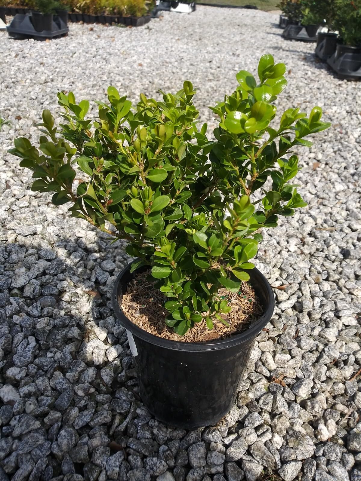 Live Plant - Japanese Boxwood (Buxus) - Live Plant - (2.5 Qt) - Evergreen