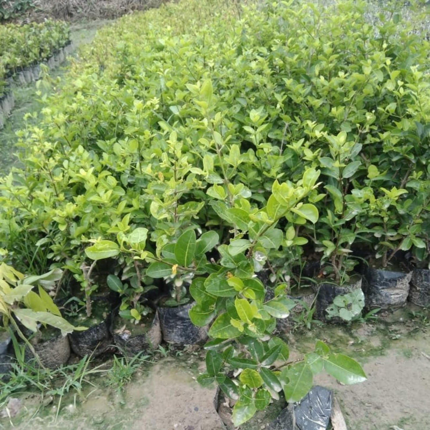Acerola Red Cherry Seedling, Barbados Cherry Live Plant, 5-9” Tall