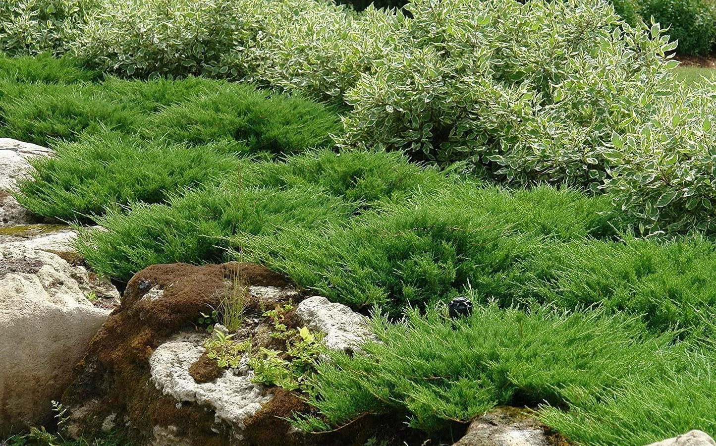 Juniper Andorra Compacta - 2 Live Gallon Size Plants - Juniperus Horizontalis - Drought Tolerant Evergreen Cold Hardy Groundcover