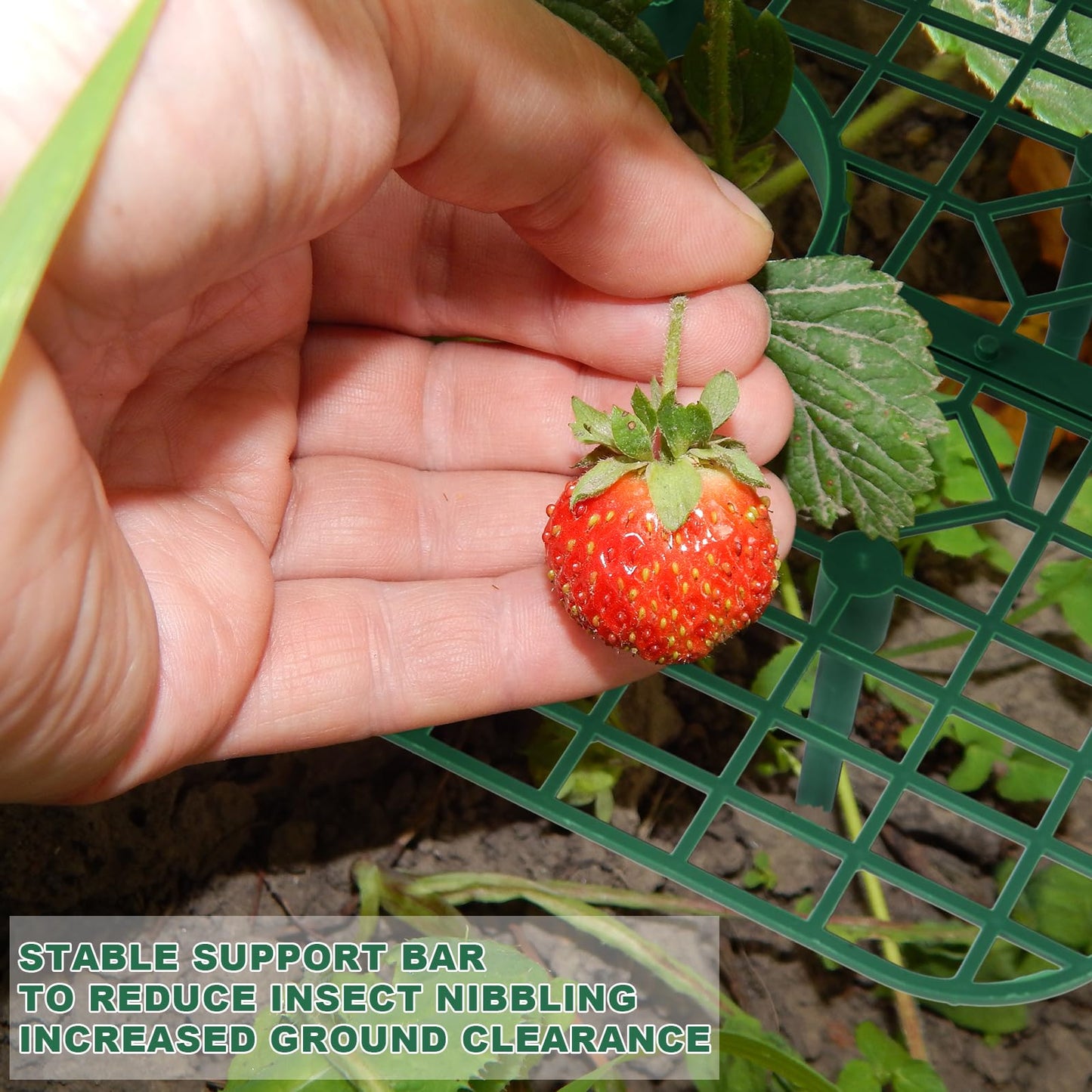 Qumenan 5 Pack Strawberry Plant Support Square Strawberry Supports for Garden Green Holder Plastic Stand with 4 Sturdy Legs Risers Growing Racks Frame