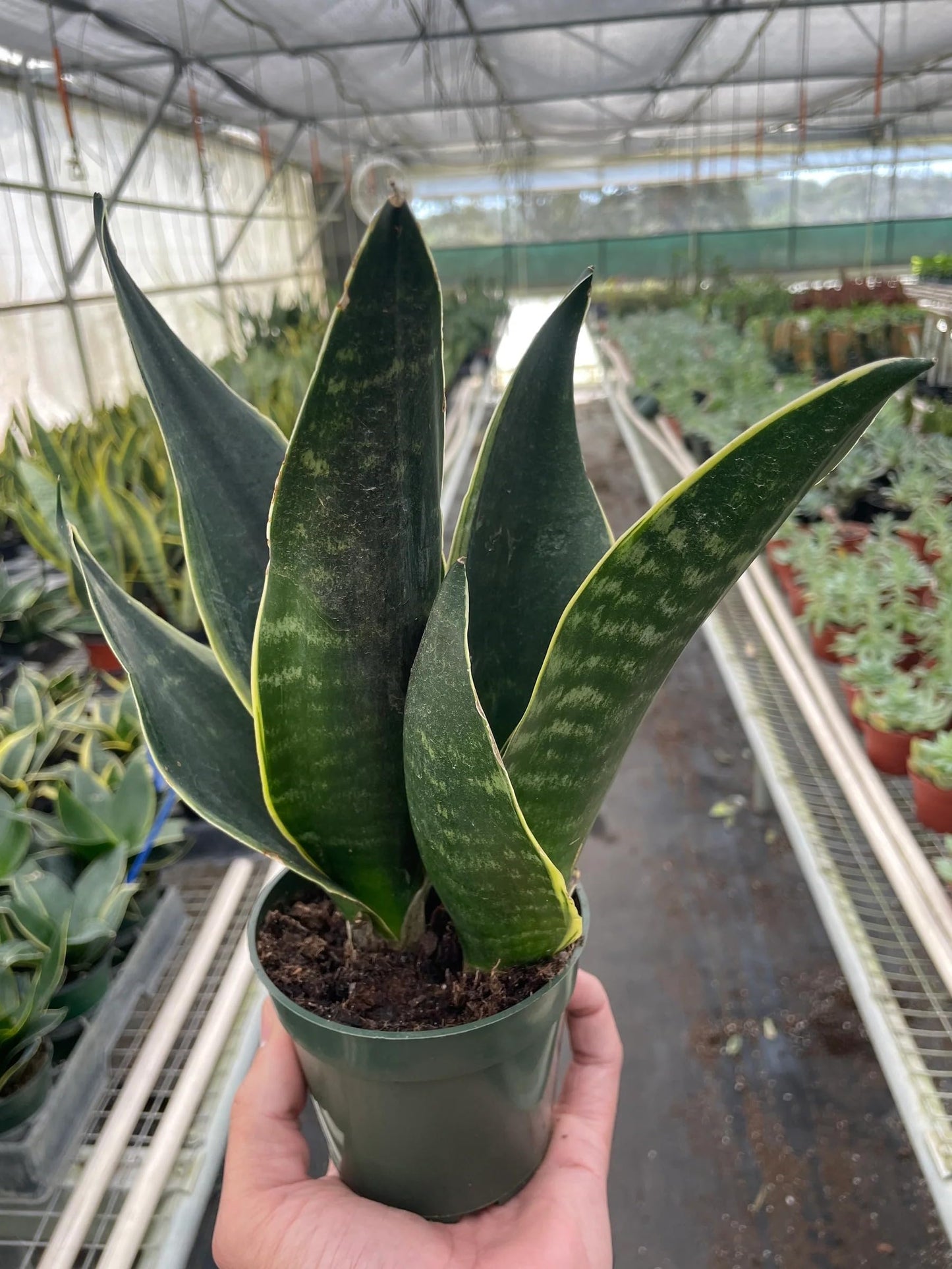 Snake 'Fabi' | Live Plant for Indoor & Outdoor | for Living Room, Office, Bathroom | (4" Pot)