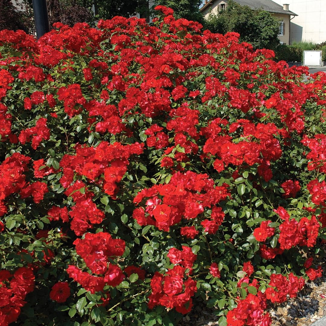 Single Color Random Climbing Rose Live Plant, Fragrant Rose Bush Ready to Plants, Zone 5 to 9, Size 5 to 7 Inches and Bare Root