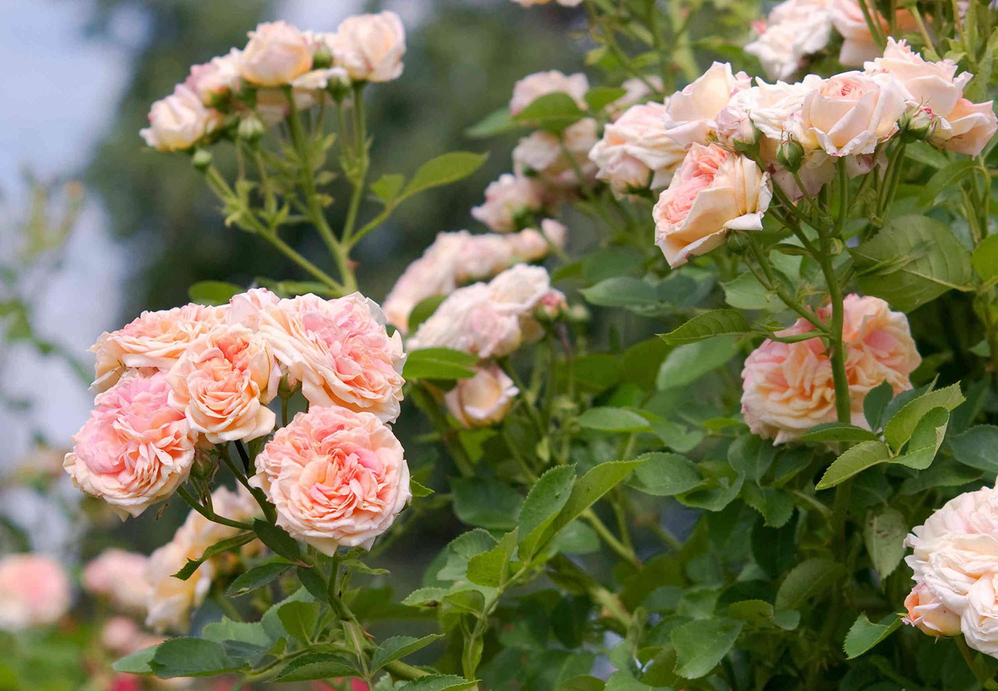 Generic 100pcs Climbing Rose Flower Seeds Cream