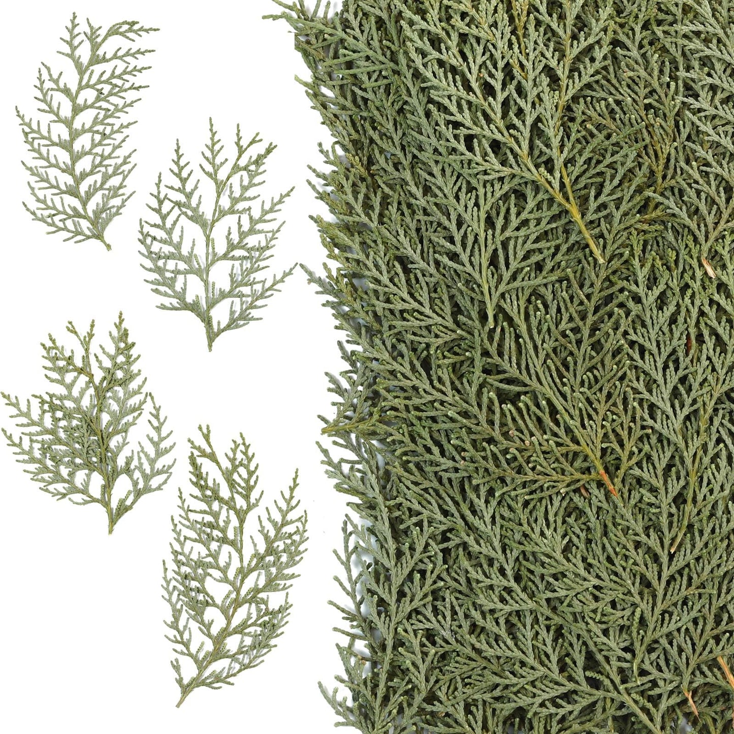 Jtoder Real Pressed Pine Leaves Branches for Christmas Crafts, Natural Dried Botanicals for Resin Ornaments, Wreath Making, Scrapbooking, Festive DIY Home Decor