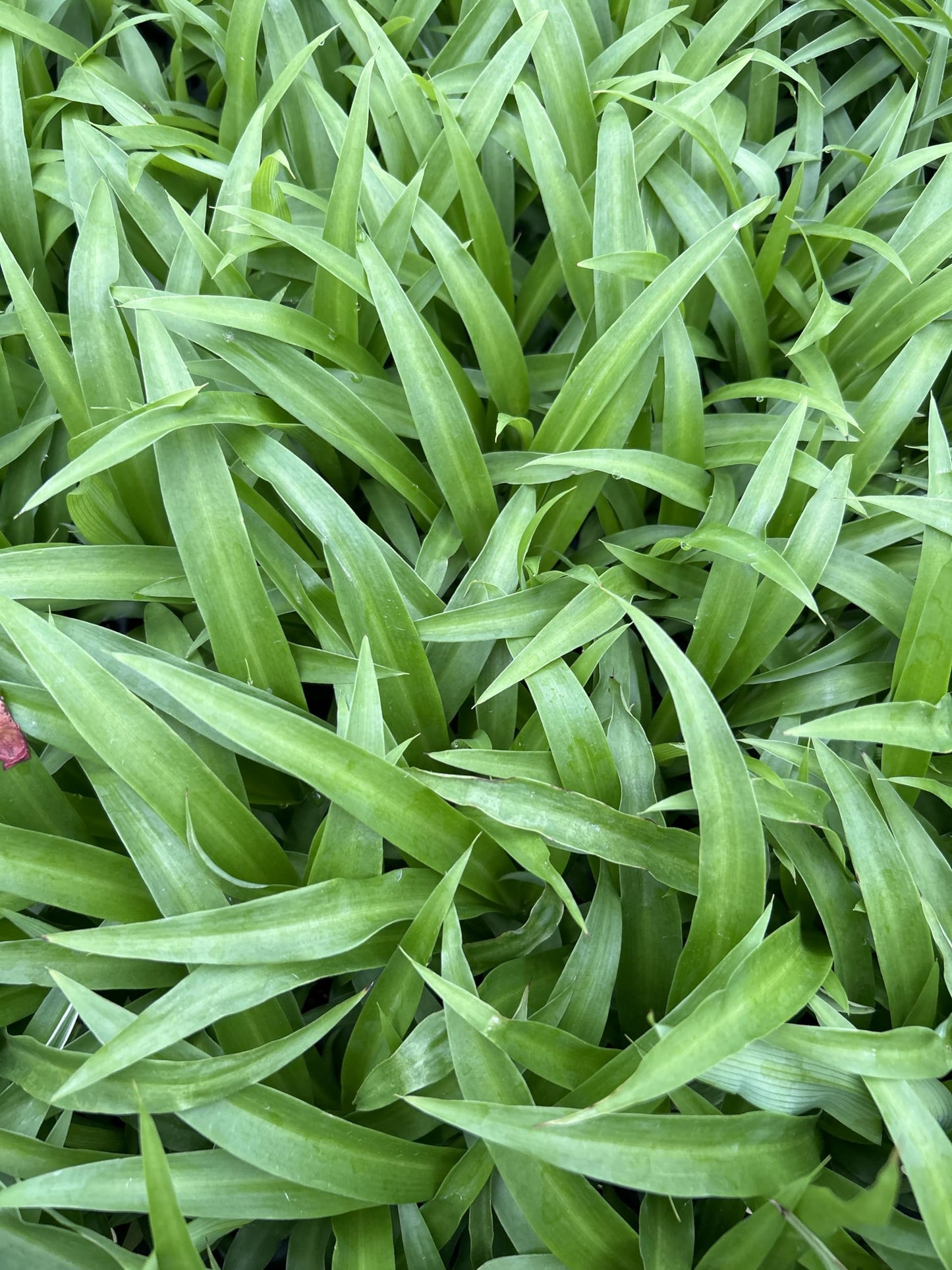 Generic 4 Green Ocean Spider Plants ~ Live Starter Plants ~ Perfect for Home Garden and Office, Purple