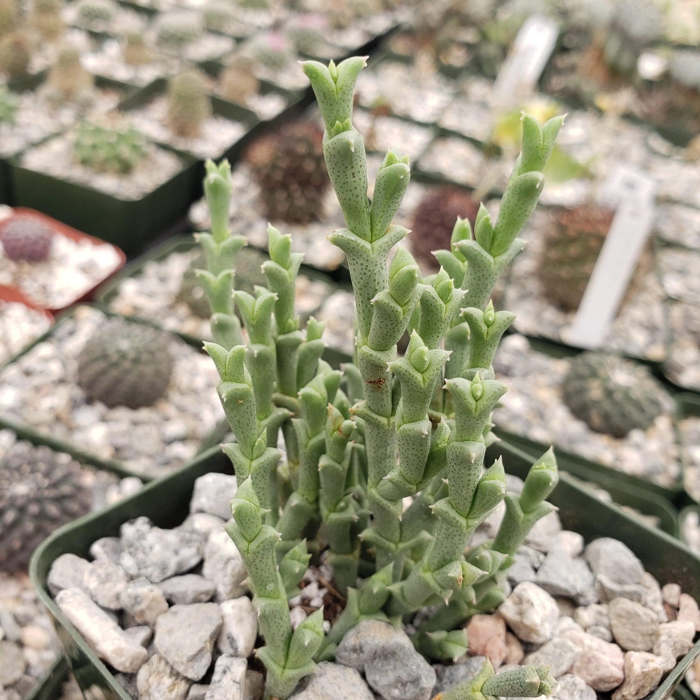 Ruschia perfoliata Cacti Cactus Succulent Real Live Plant