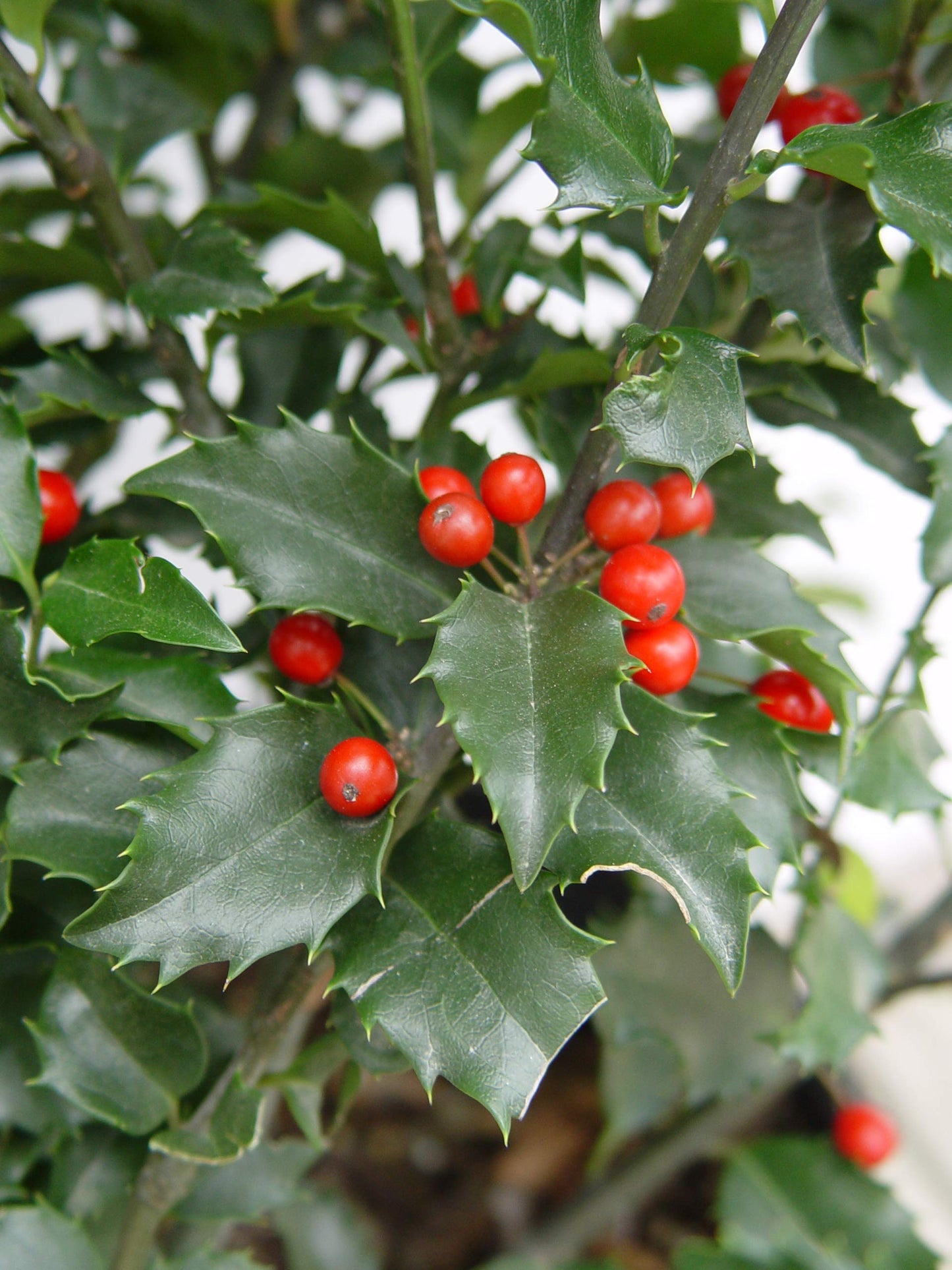 Ilex X meserveae 'Blue Princess' (Blue Holly) Evergreen, #3 - Size Container