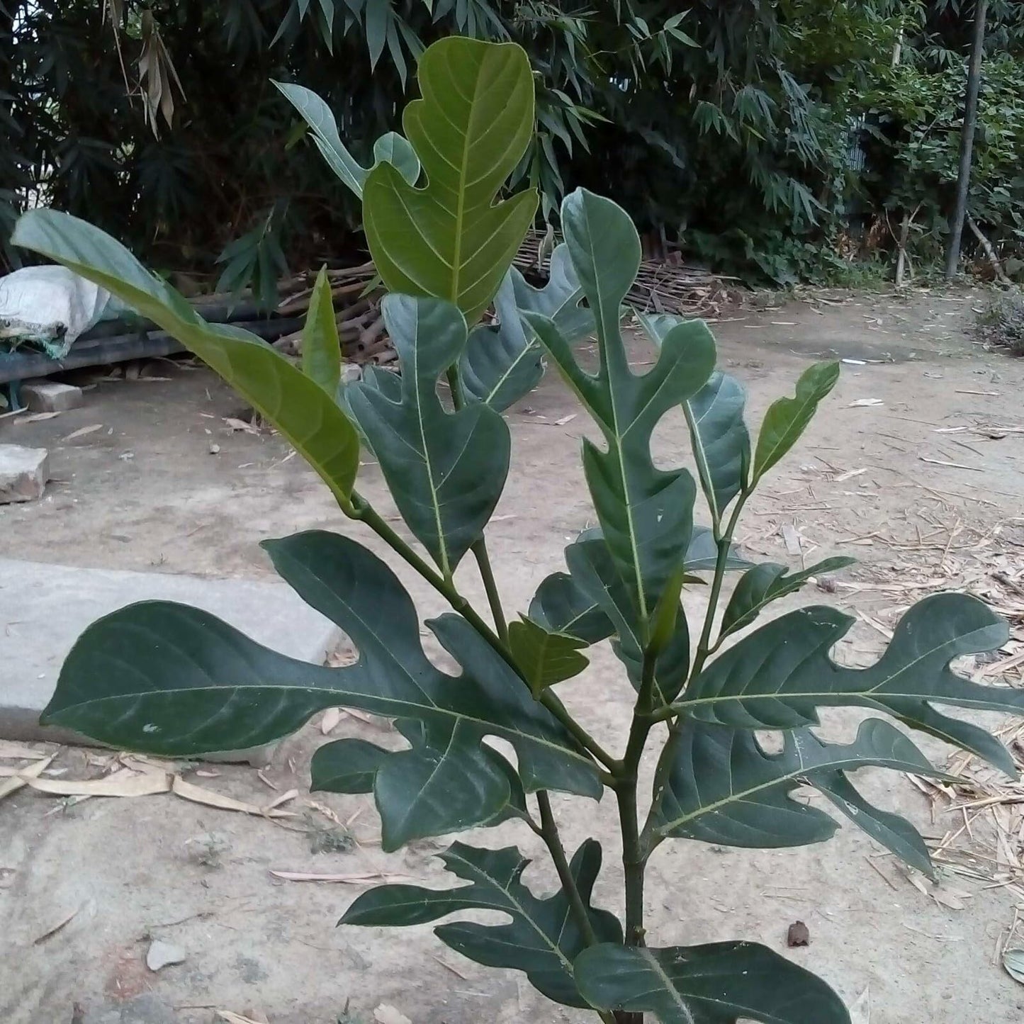 Live Plant - Jack Fruit Tropical Fruit Tree 1’-2’ Tall