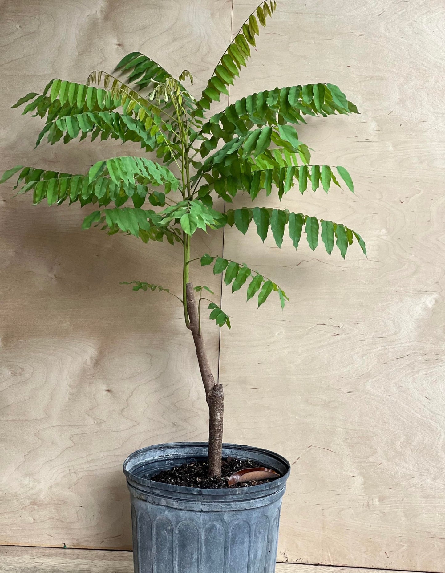 Big Averrhoa Bilimbi (Cucumber Tree) Bilimbi Tropical Live Fruit Tree(2-3ft)