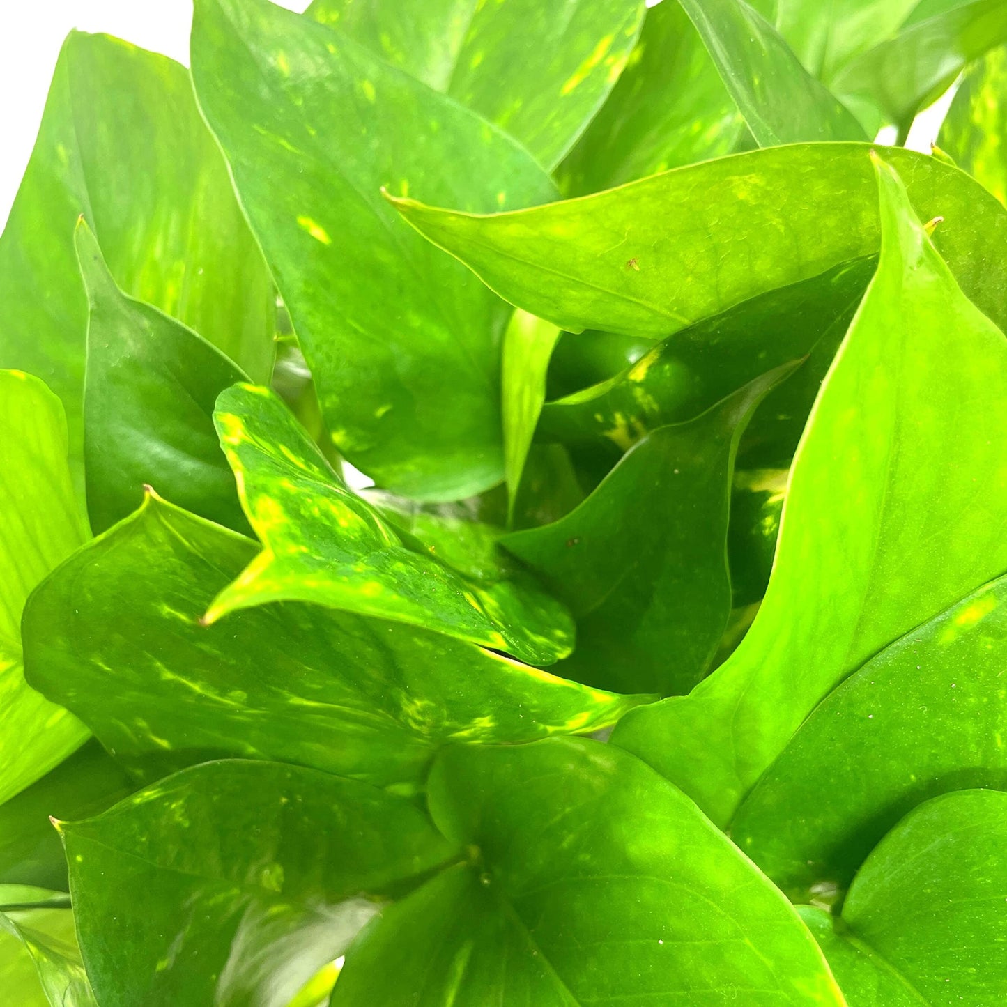 BubbleBlooms Golden Pothos, Variegated 6 inch Pothos, Epipremnum aureum, Devil's Ivy