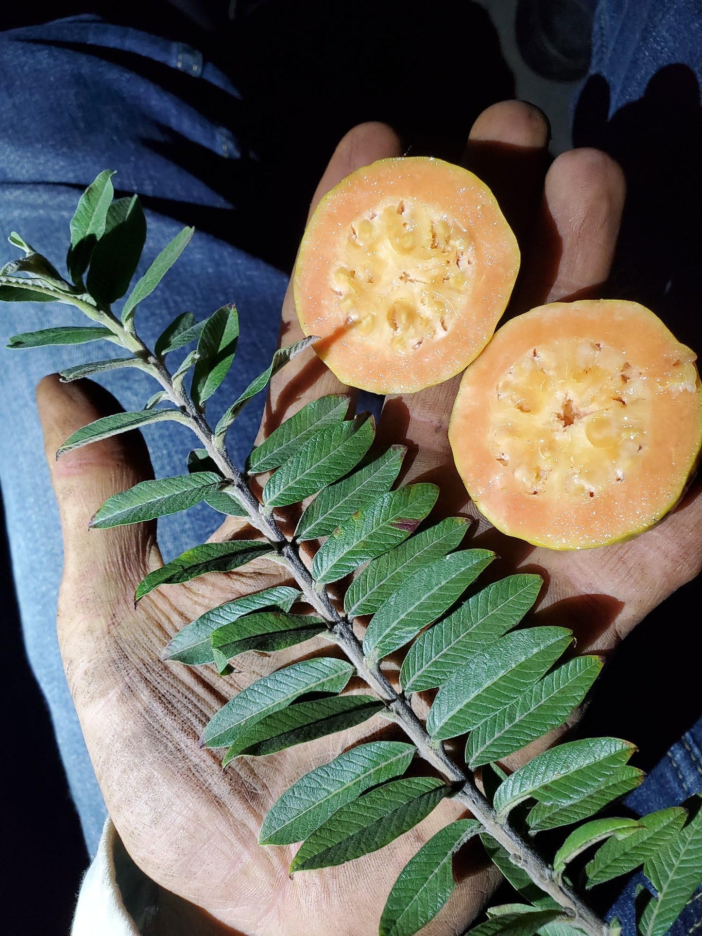 Dwarf Guava Guava Live Plant – 4–6” Tall Nano Leaf Guava – Rare Psidium Guajava Variety – Micro Leaf Guava - Compact, Fast-Growing, Indoor/Outdoor, Container-Friendly – Delicious Fruit