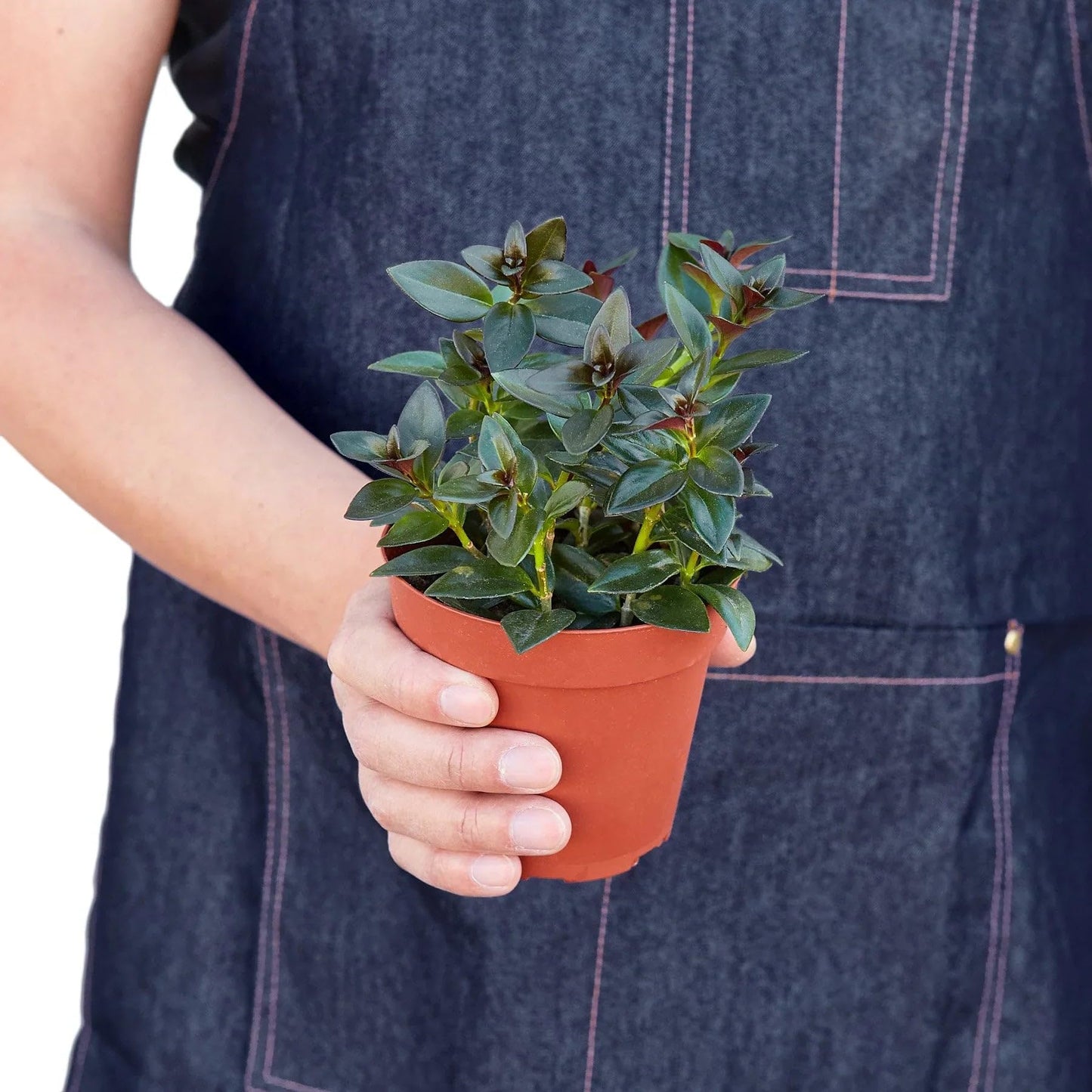 Nematanthus 'Black Gold Fish' | Live Plant for Indoor & Outdoor | for Living Room, Office, Bathroom | (4" Pot)
