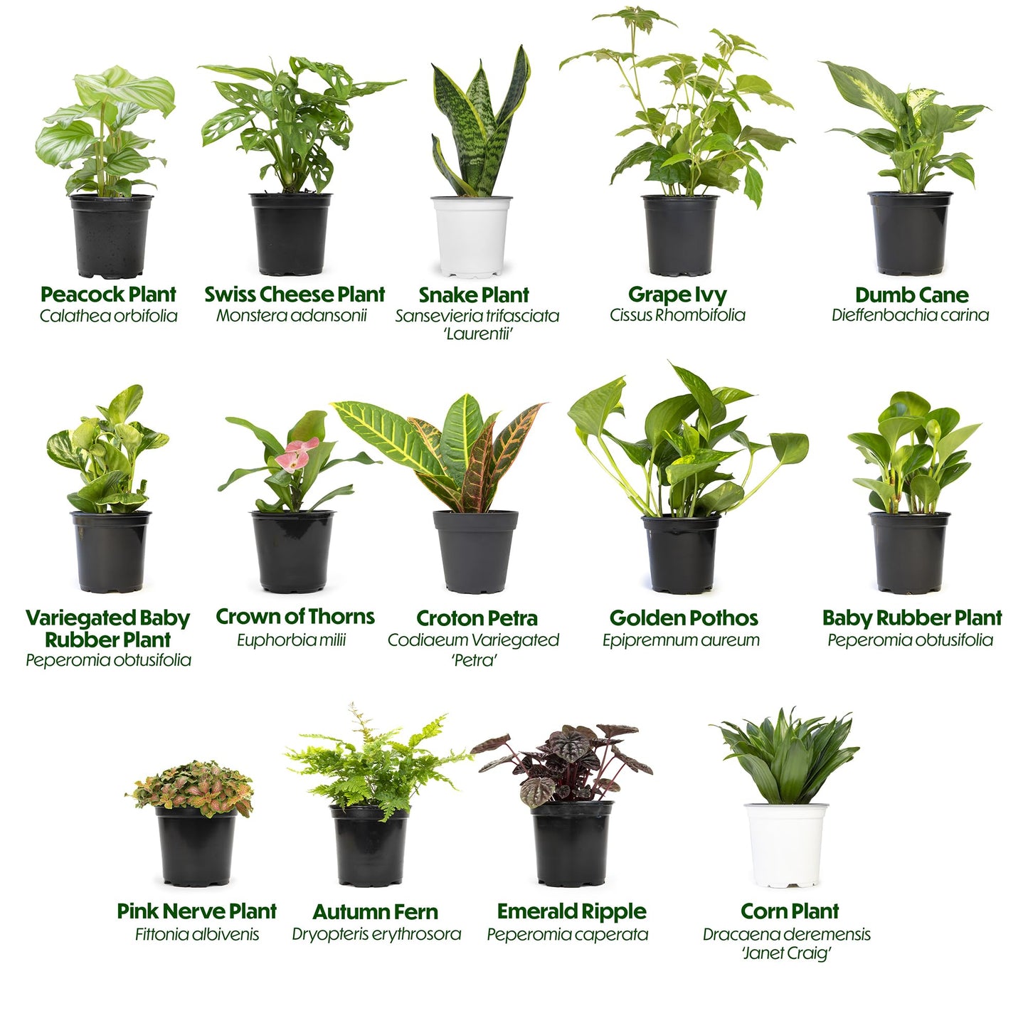 Essential Houseplant Collection (3PK), Easy Plant Varieties, Air Purifying Pack with Real Pothos, Peperomia, & More Popular Live Houseplants for Home or Office by Plants for Pets