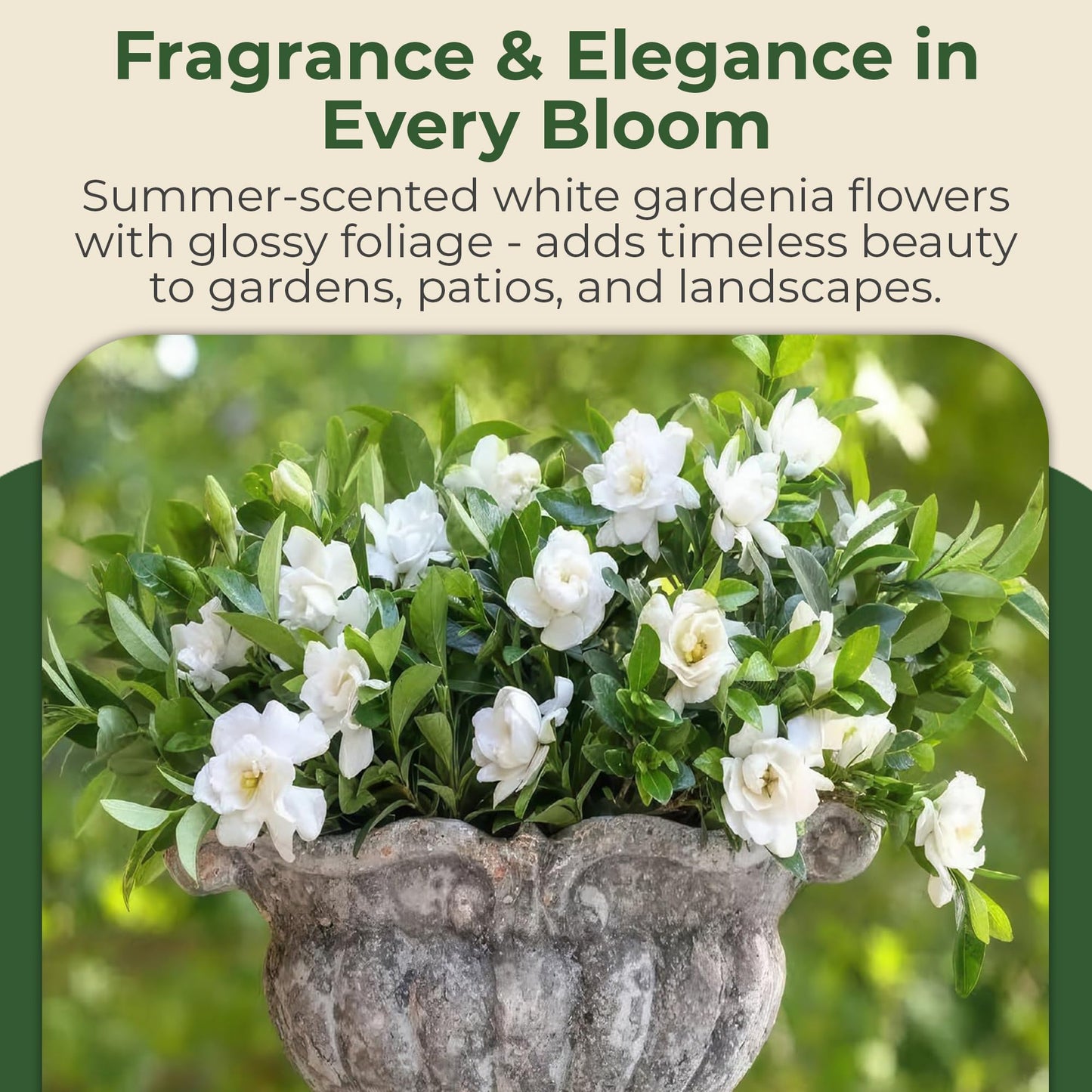 Jubilation Shrub Gardenia Plant - Live Fragrant Plant with White Double Blooms in 2 gal Pot - Grows Up to 3-4' Tall - Ideal for Gardens, Patios & Indoor Use (1 Pack)