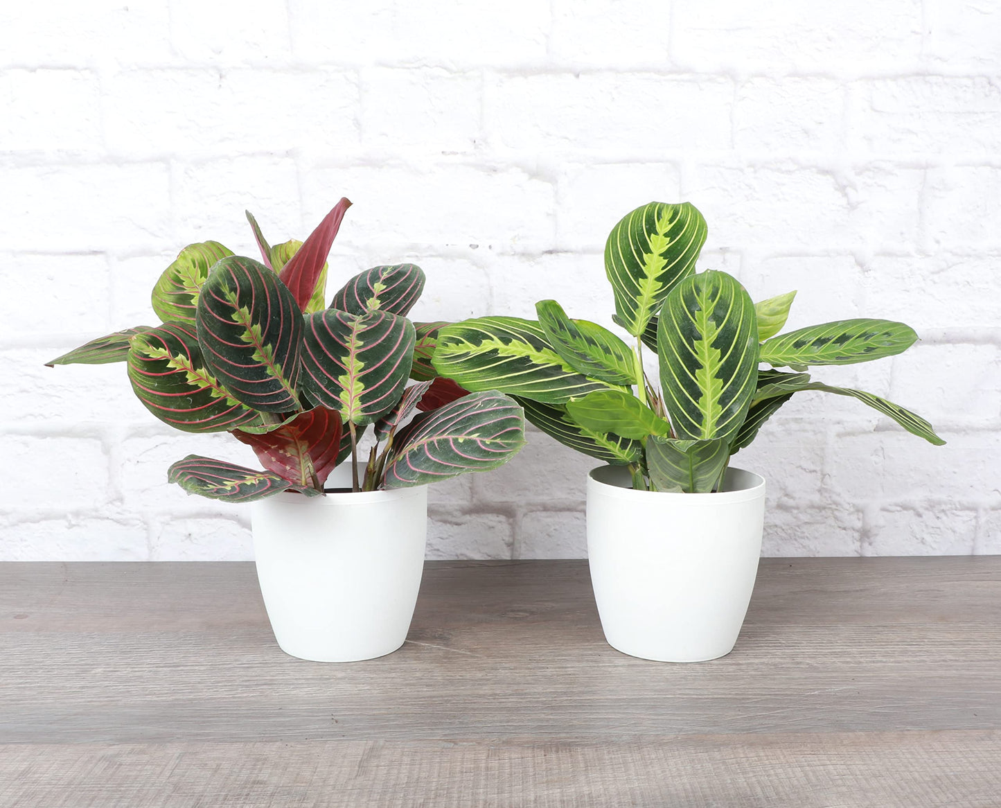 Thorsen's Greenhouse Prayer Plants Set of 2, Maranta leuconeura, Pet Safe, Low Light, Live Indoor Plants, 4" Diameter Plants, Classic Pots (White)