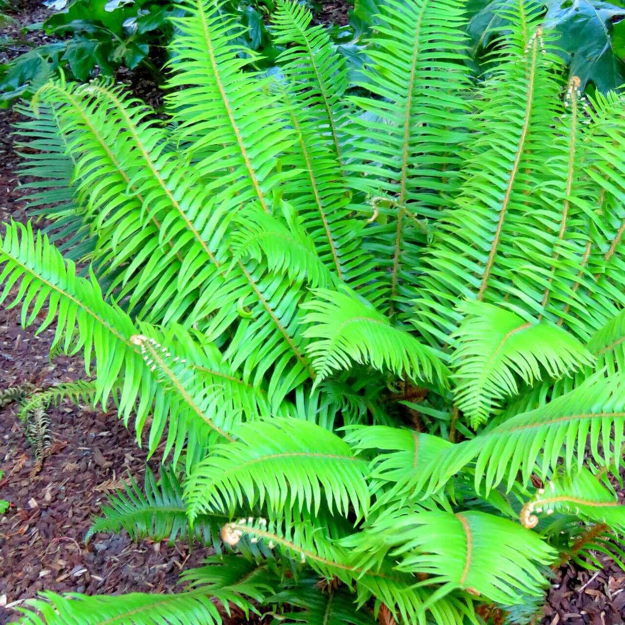 Live Plant - 10 Christmas Fern Root Systems, Christmas Dagger - Polystichum acrostichoides