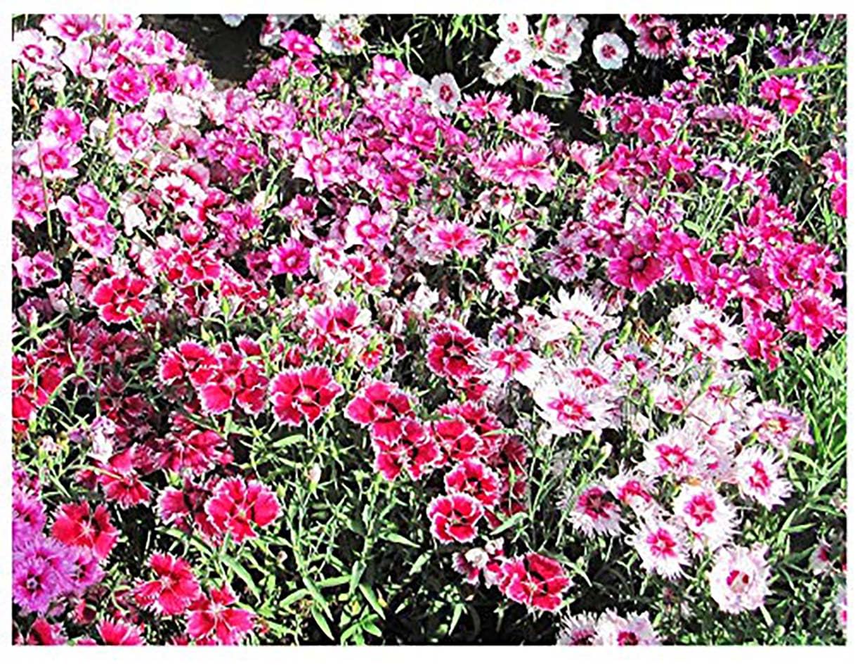 Large Flowered Dianthus Mix Seeds