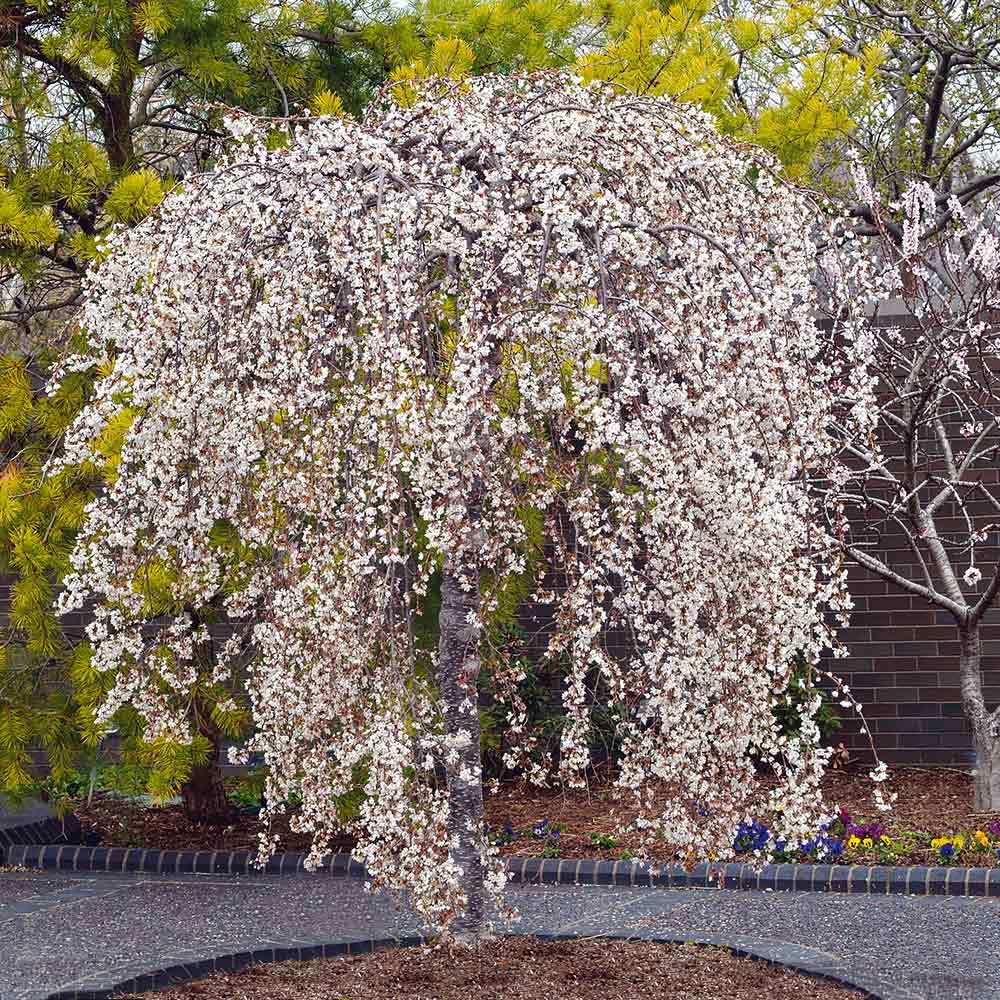 Cherry Blossom Tree, Live Ornamental Tree 6-12" Tall in Pot, Beautiful Spring Blooms for Outdoor Planting (Weeping Cherry Blossom)