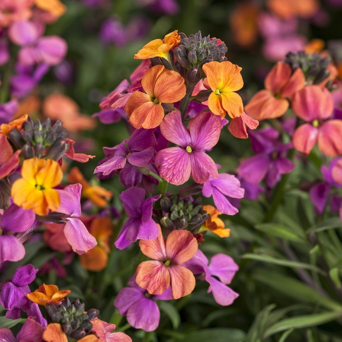 Easy to Grow Erysimum Brightside Magenta Glow - 2 Potted Plants in Quart Grower Pots, Multicolor Flowers Spring to Fall