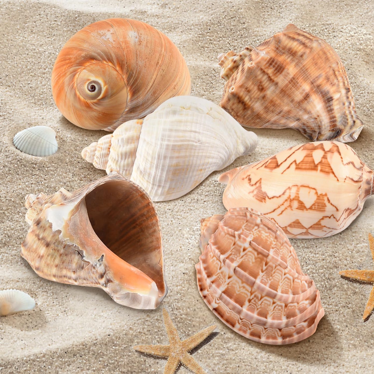LYHZLBAY Hermit Crab Shells Large 6pcs,Natural Conch Shell Size 2.8" - 3.8", Opening Size 1.5" - 2.7", Large Sea Shells Turbo Seashells for Hermit Crab Supplies and Beach Decorations