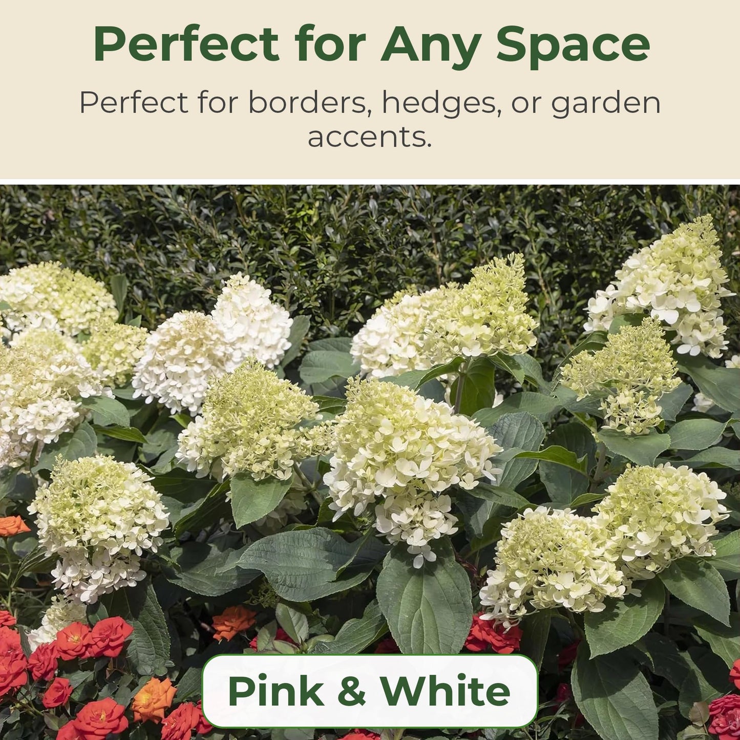 Hydrangea Sweet Starlight Shrub - Summer & Fall Blooming Live White and Pink Flowers for Gardens in 1 Gal Pot - 4-6’ x 4-5’ Flowering Shrubs w/Moderate Watering Needs (1 Count)