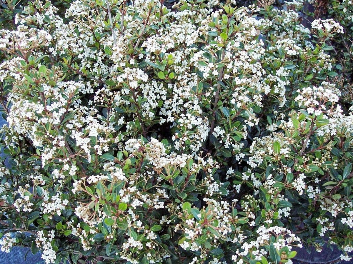 Viburnum Densa | 3 Extra Large Trade 3 Gallon Plants | Viburnum Odoratissimum 'Densa' | Lush Landscape Addition | Hardy Shrub
