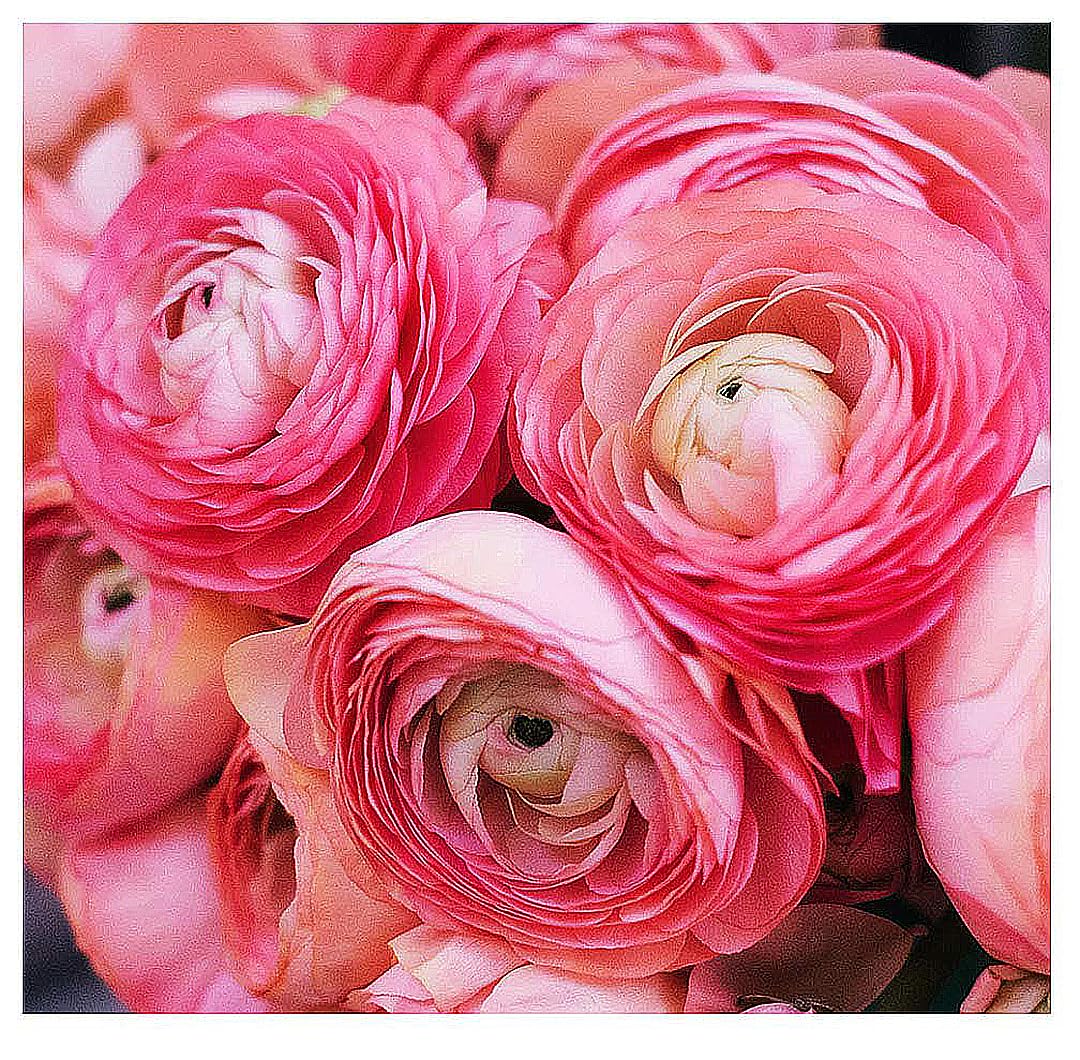 Pink French Ranunculus Corms - 12 Largest Size Corms, Premium Bulbs for Vibrant Blooms, Ideal for Garden Beds, Stunning Peony-Like Flowers